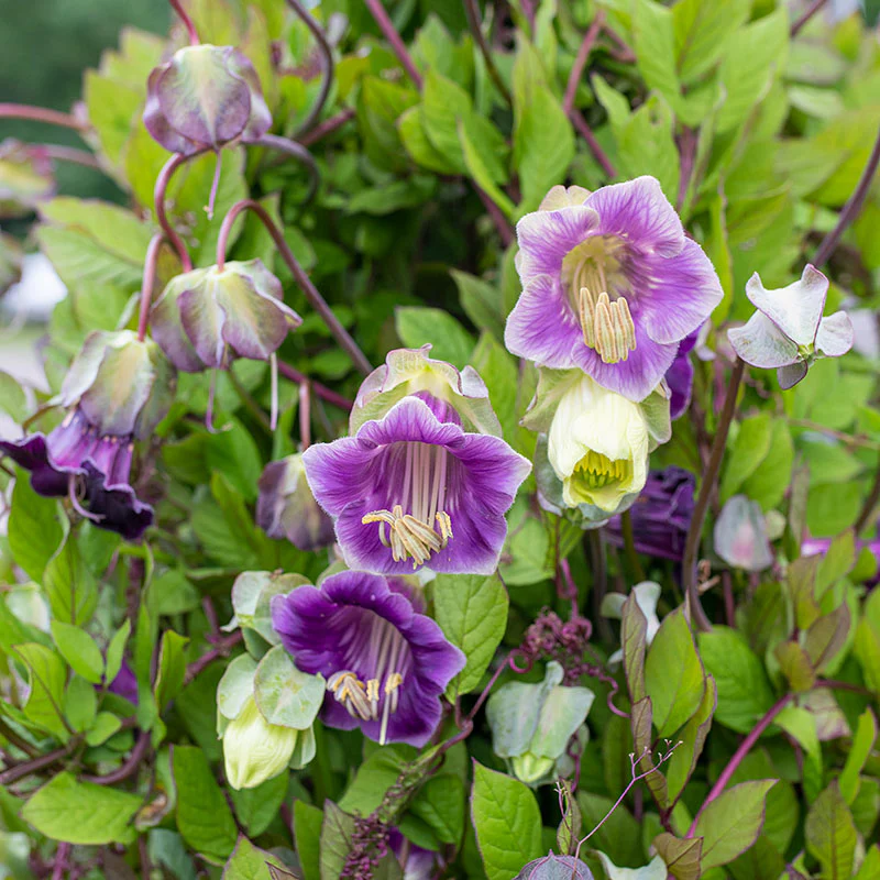 Cup and Saucer Vine - S2 - Image 3