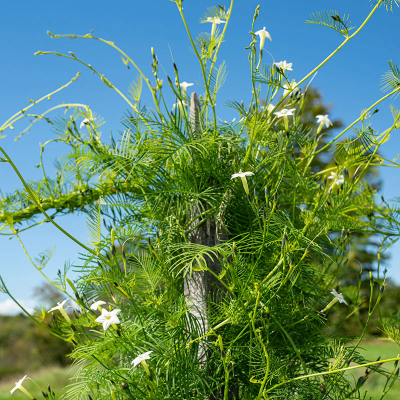 Cypress Vine 'White' - Image 3