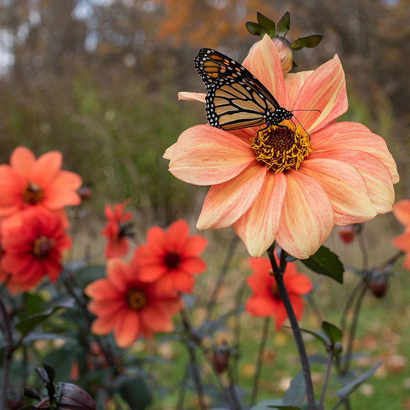 Dahlia 'Bishop's Children Mix' - Image 2