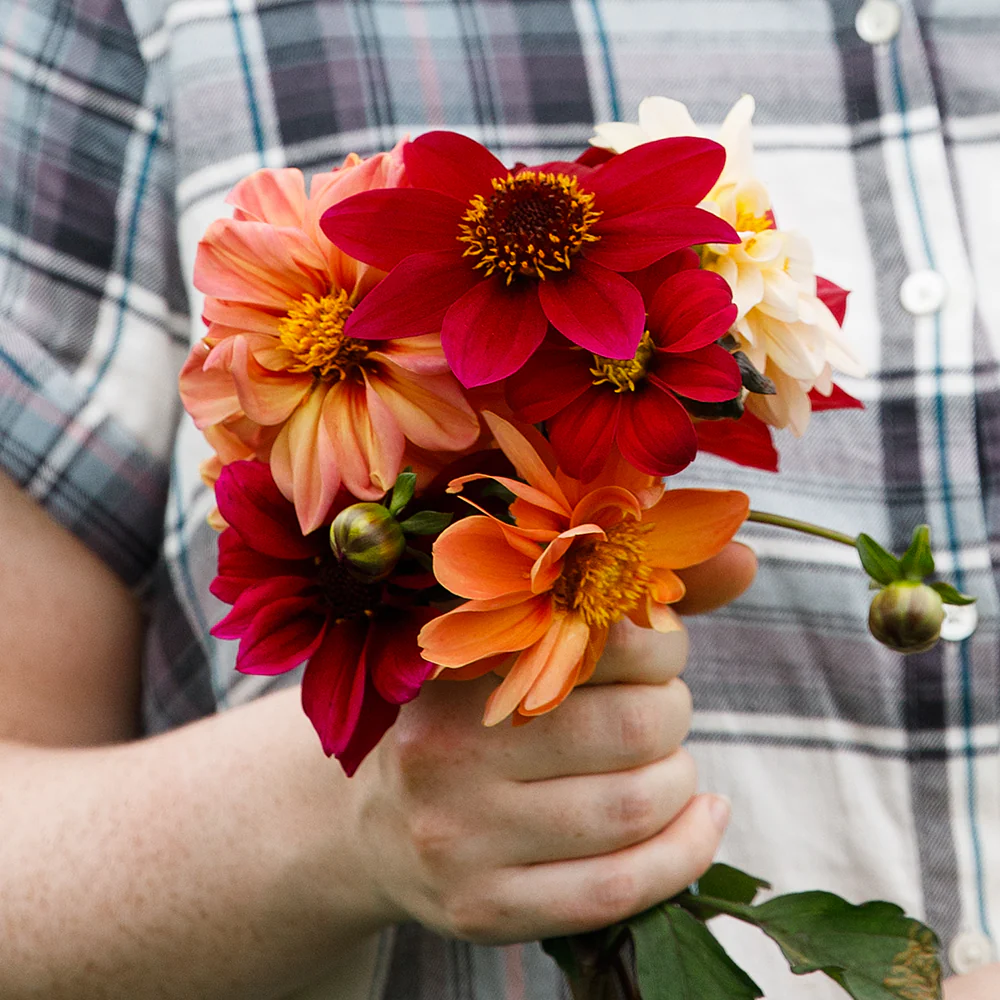Dahlia 'Bishop's Children Mix' - Image 3