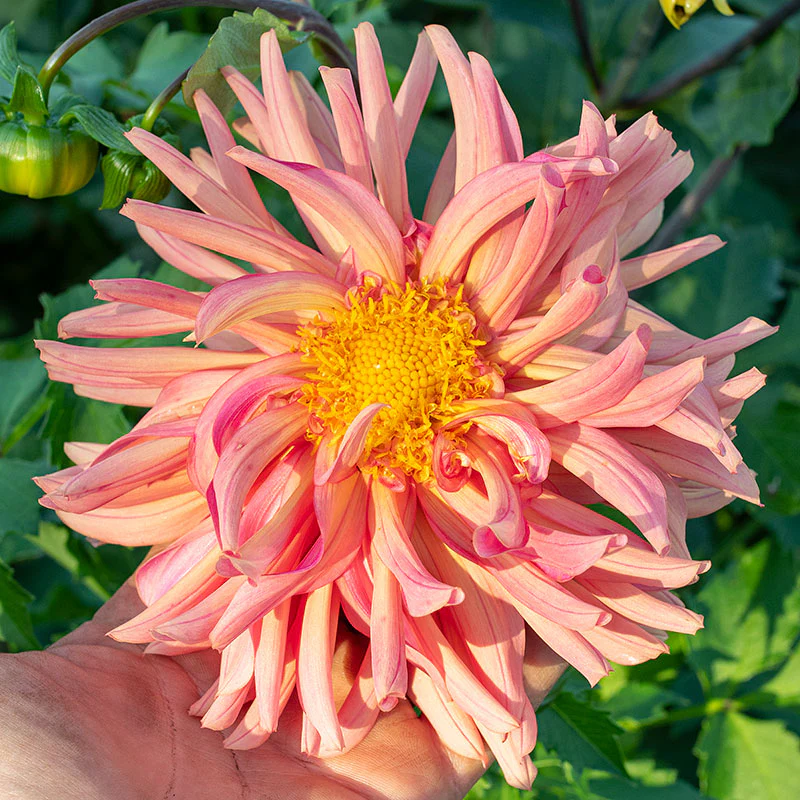 Dahlia 'Cactus Flowered Mix' - Image 2