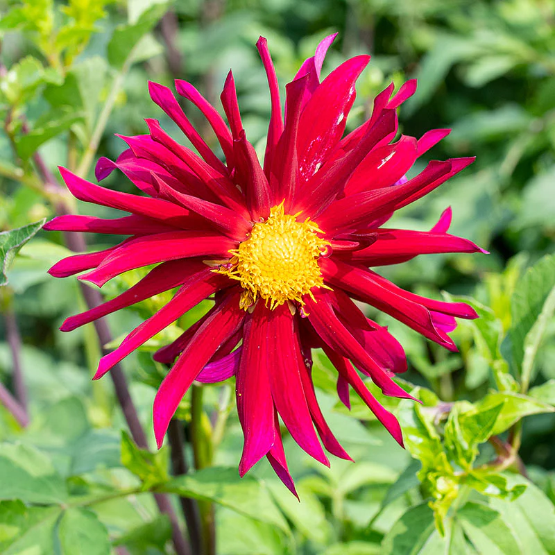 Dahlia 'Cactus Flowered Mix' - Image 3