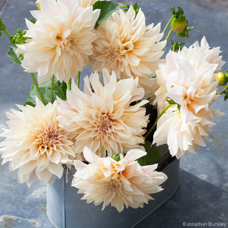 Dahlia 'Café Au Lait' - S1 - Image 2