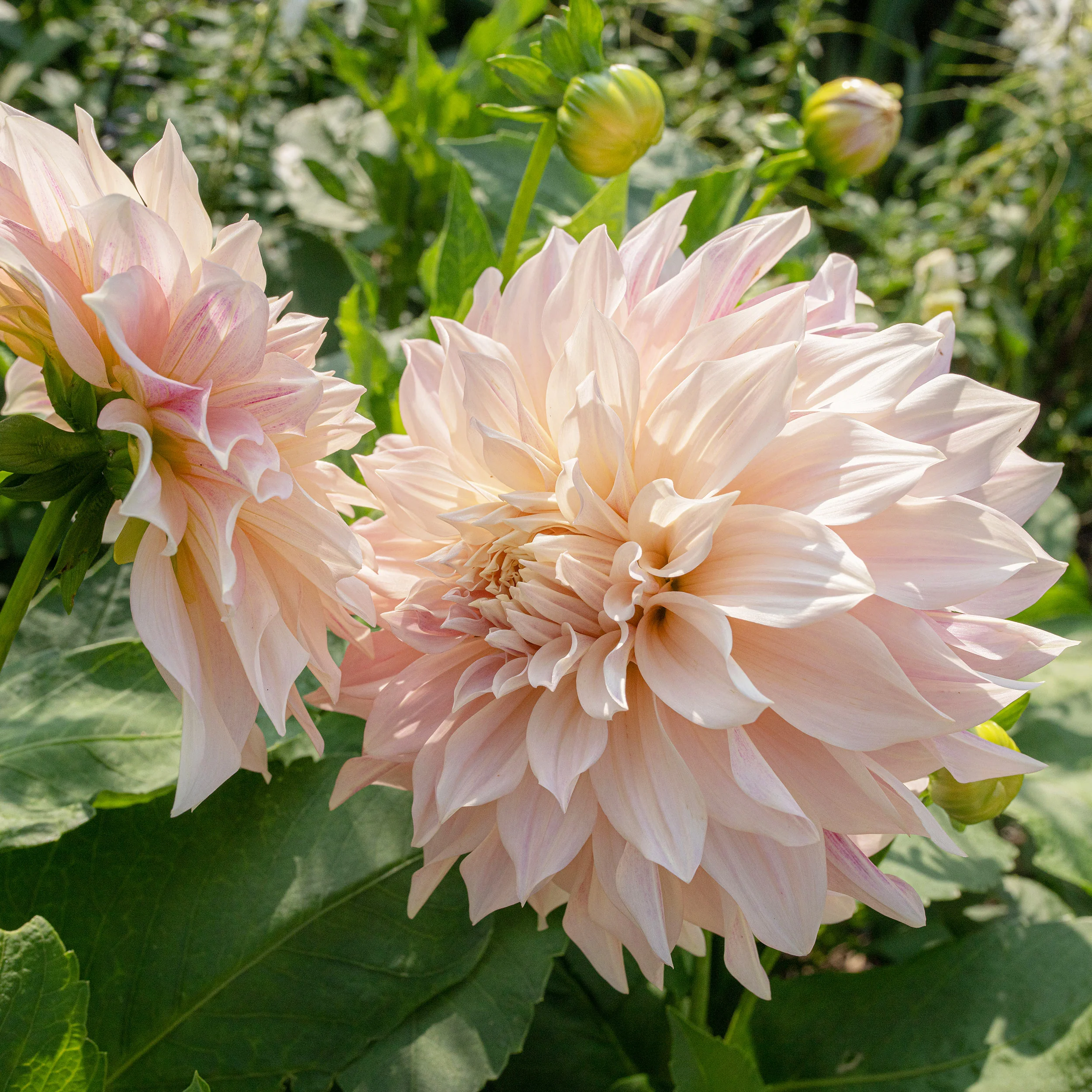 Dahlia 'Café Au Lait' - S1 - Image 3