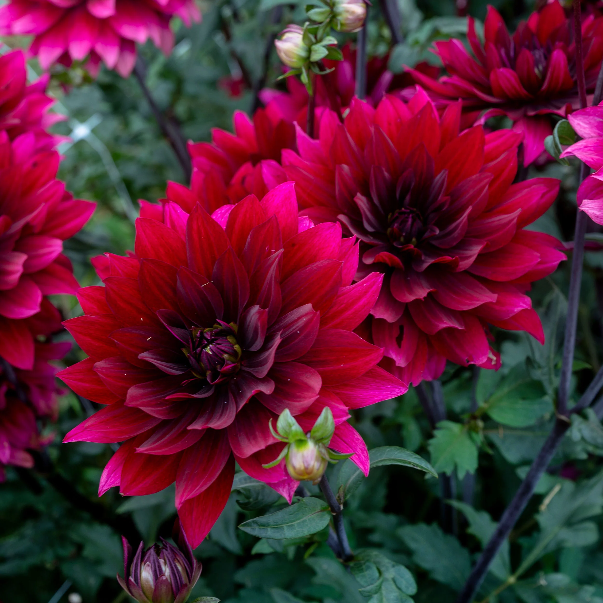 Dahlia 'Karma Cabernet' - S1 - Image 2