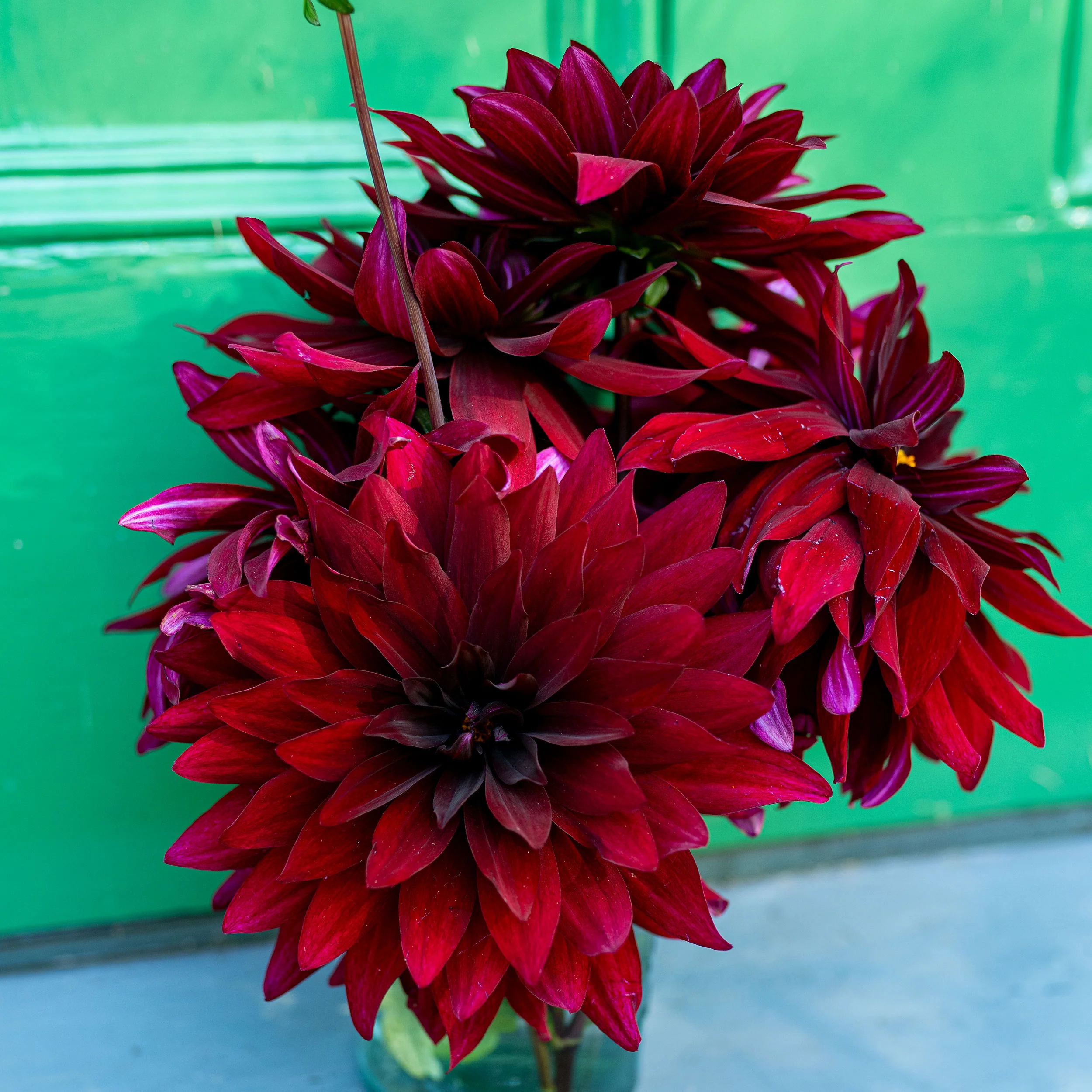 Dahlia 'Karma Cabernet' - S1 - Image 3