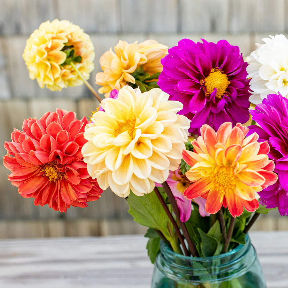 Dahlia 'Pompon Mix' - Image 2