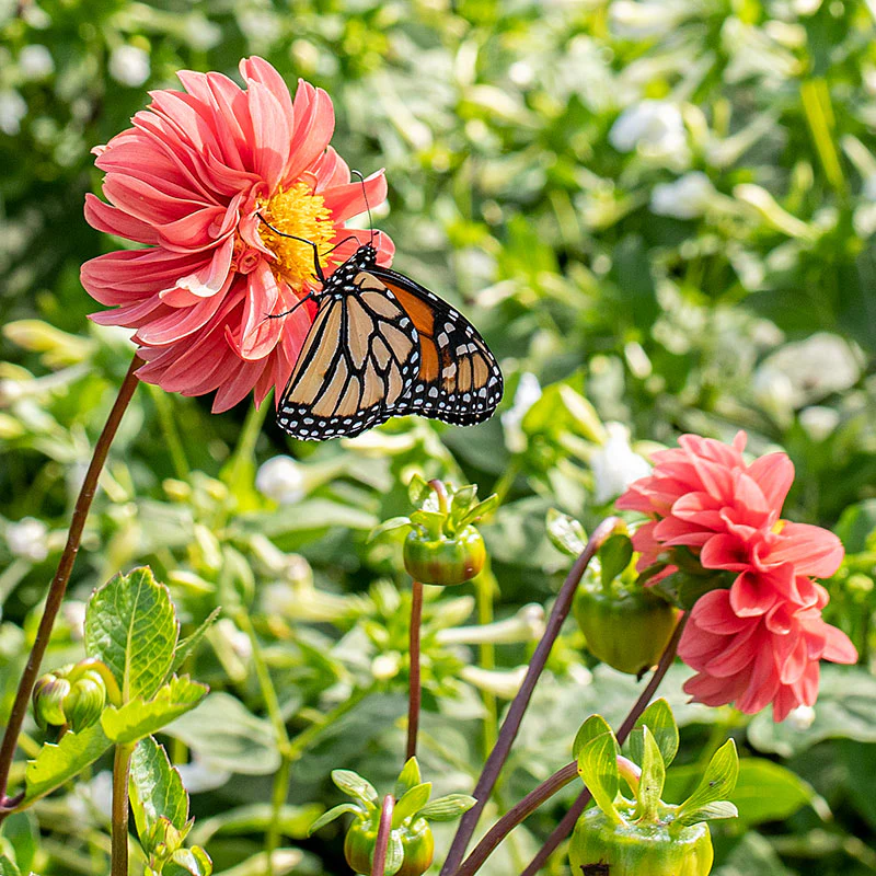 Dahlia 'Watercolor Mix' - S2 - Image 2