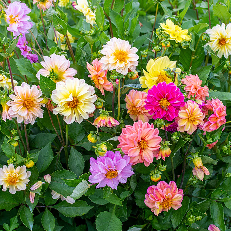 Dahlia 'Watercolor Mix' - S2 - Image 3