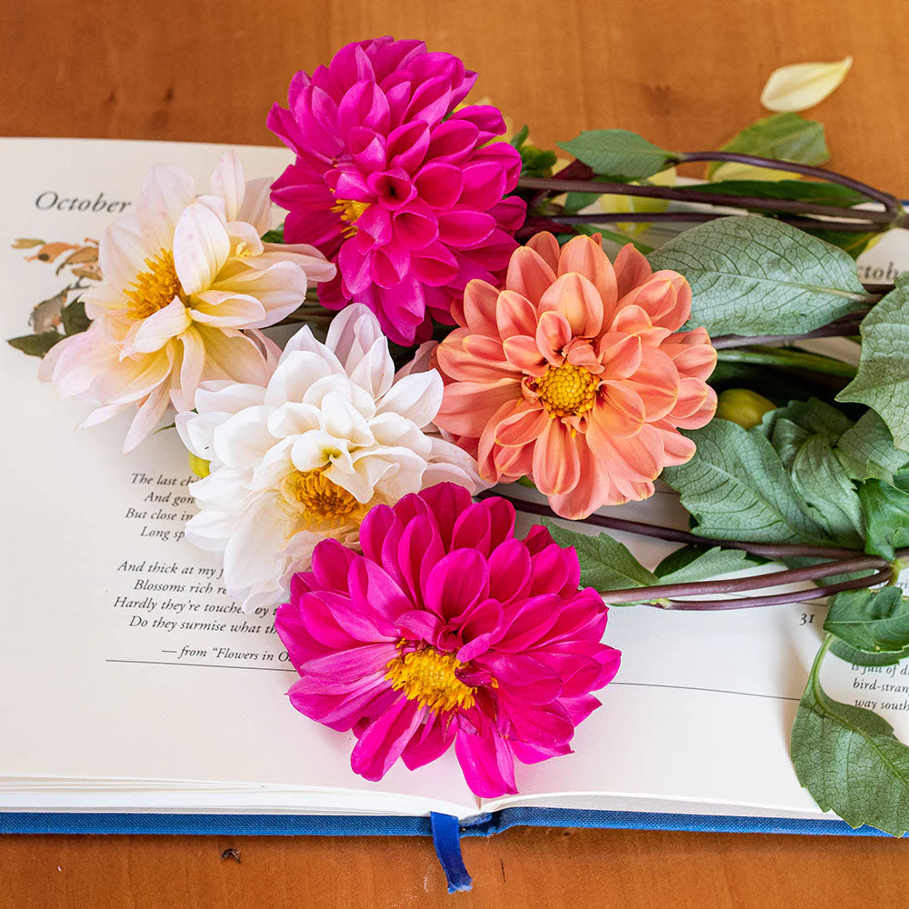 Dahlia 'Watercolor Mix' - Image 3
