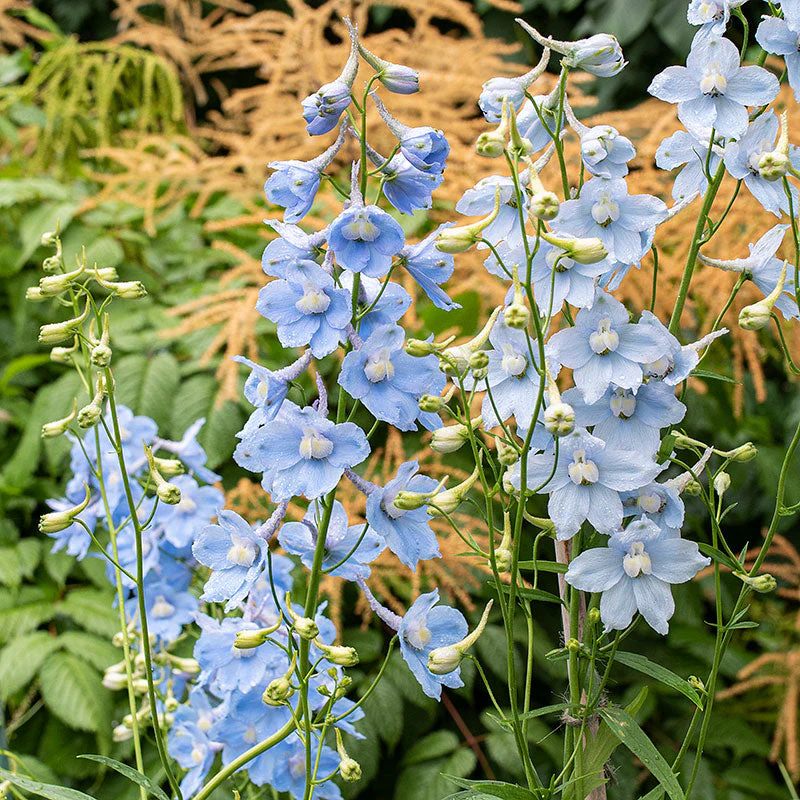 Delphinium 'Cliveden Beauty' - Image 2