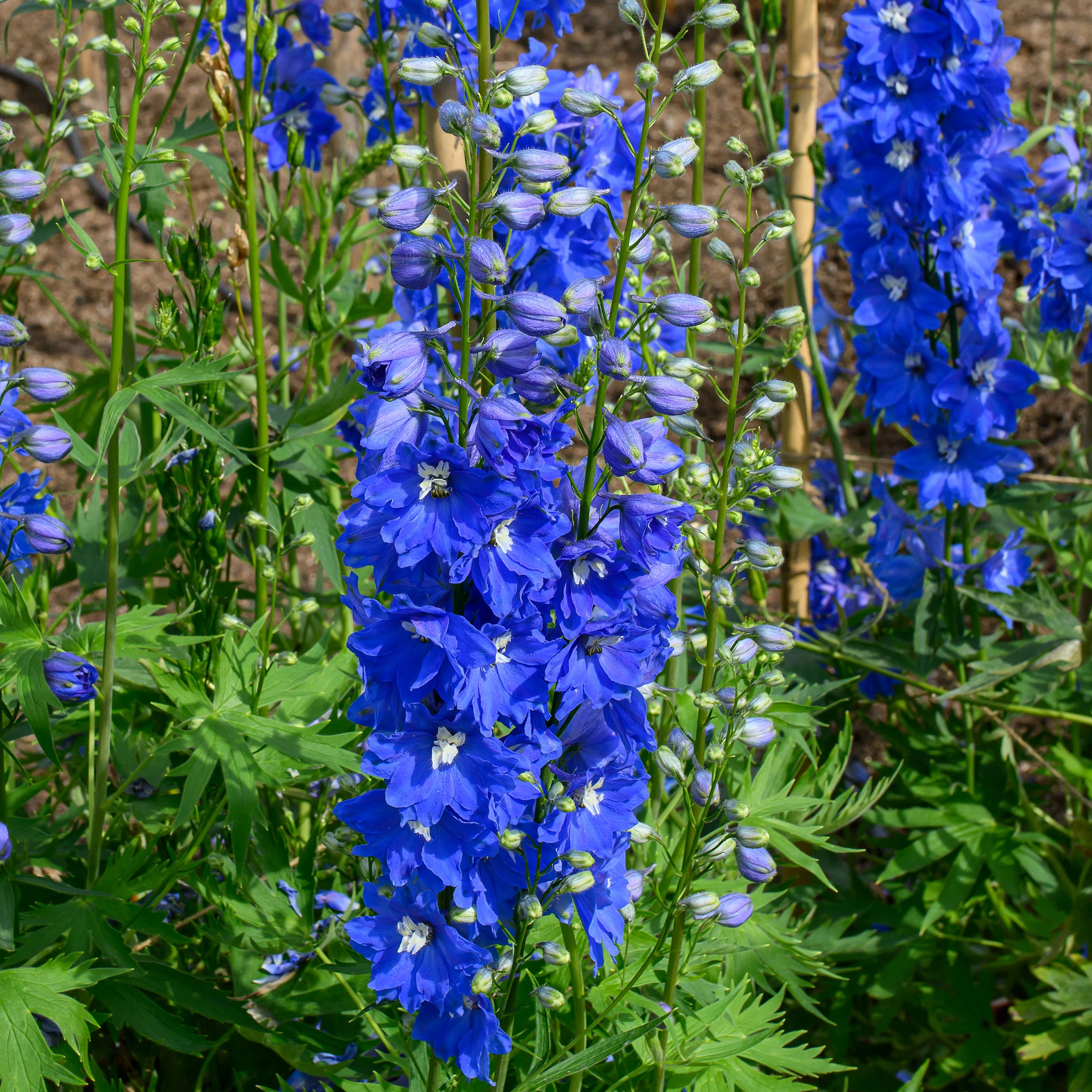 Delphinium 'Triton Dark Blue' F1 - Image 2