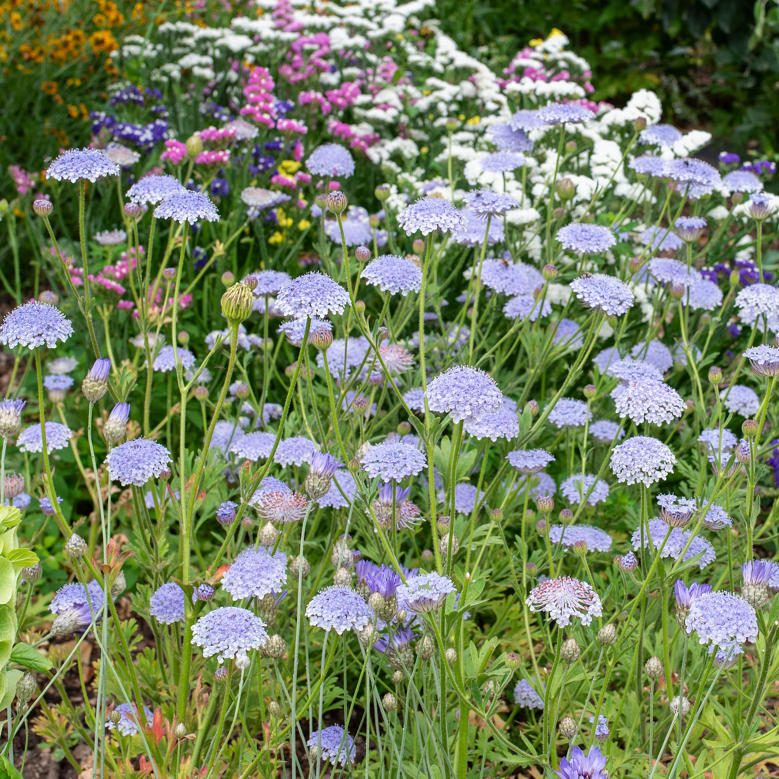Blue Lace Flower - Image 2