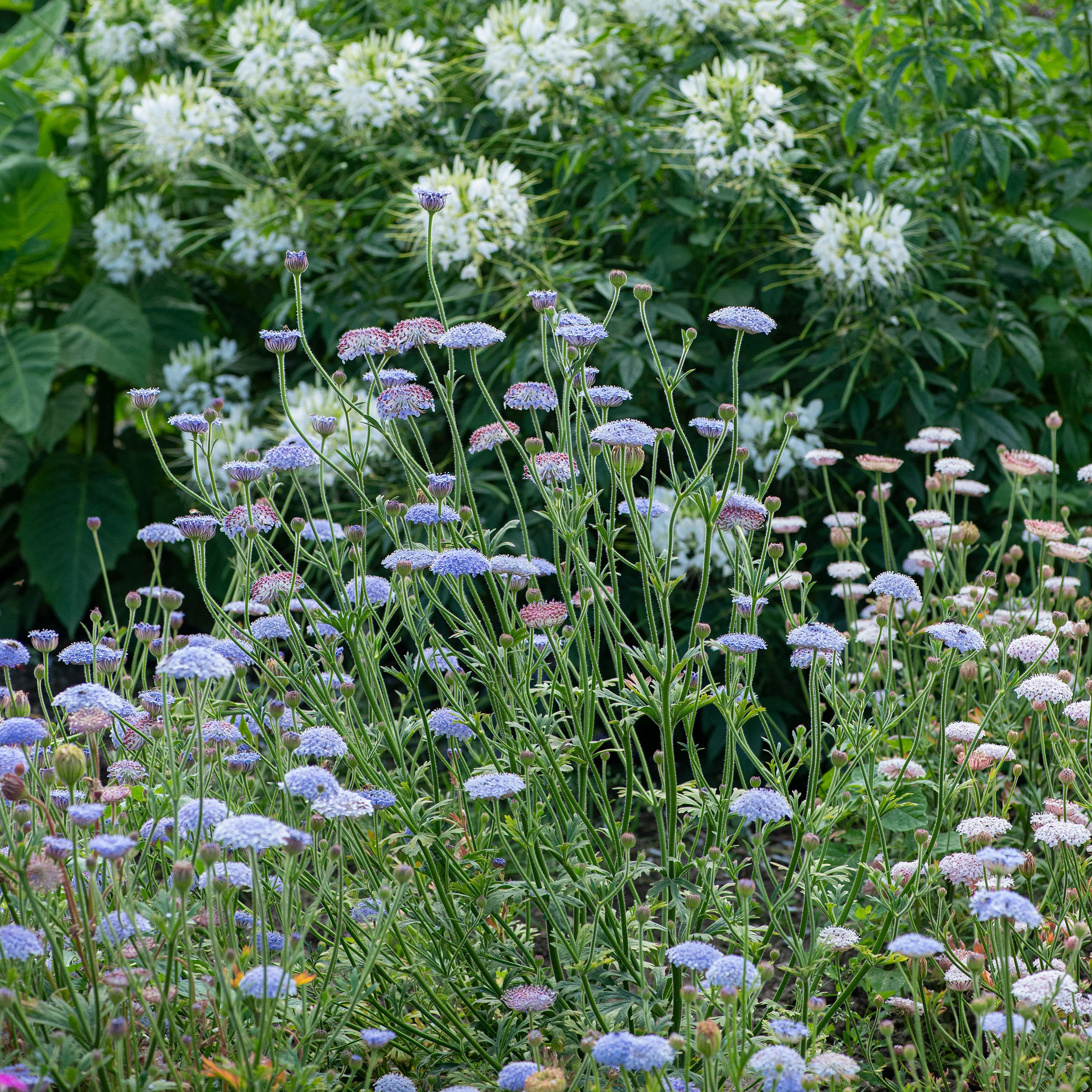 Blue Lace Flower - Image 3
