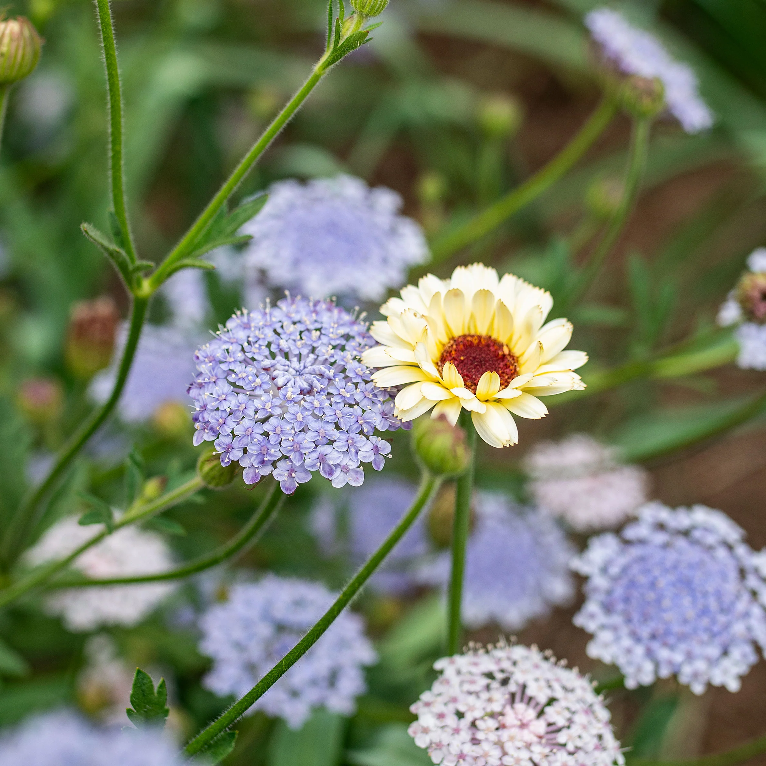 Blue Lace Flower - Image 4
