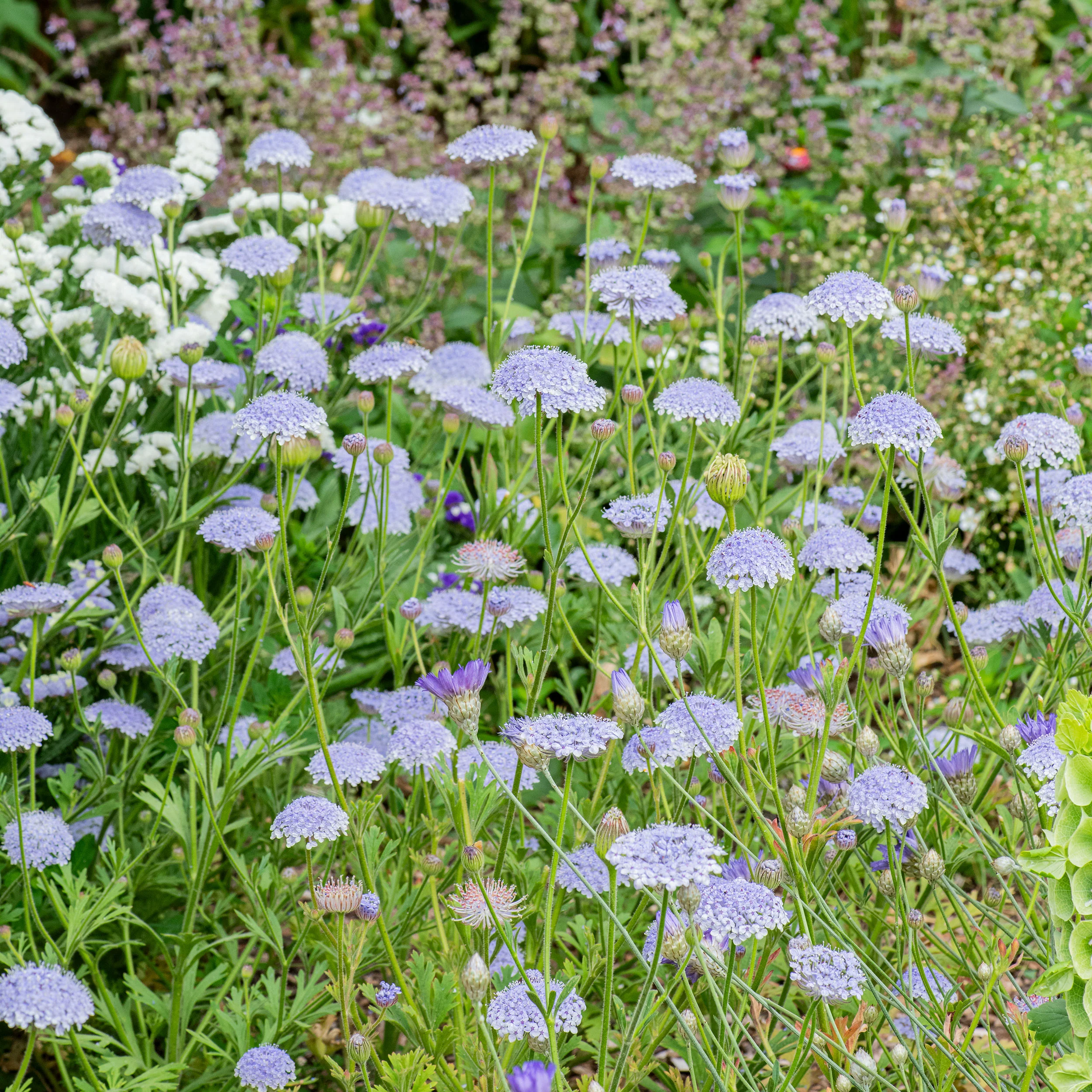 Blue Lace Flower - Image 5