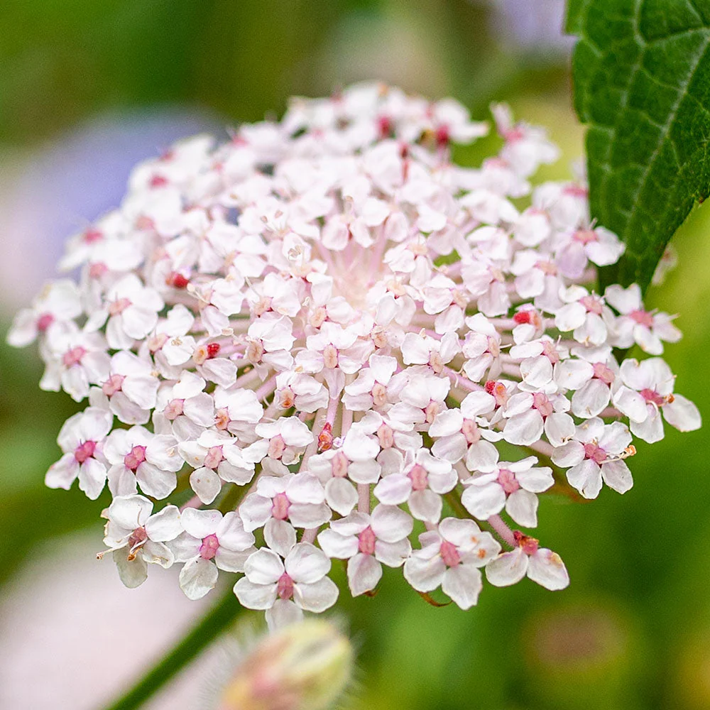 Didiscus 'Lacy Pink' - Image 2