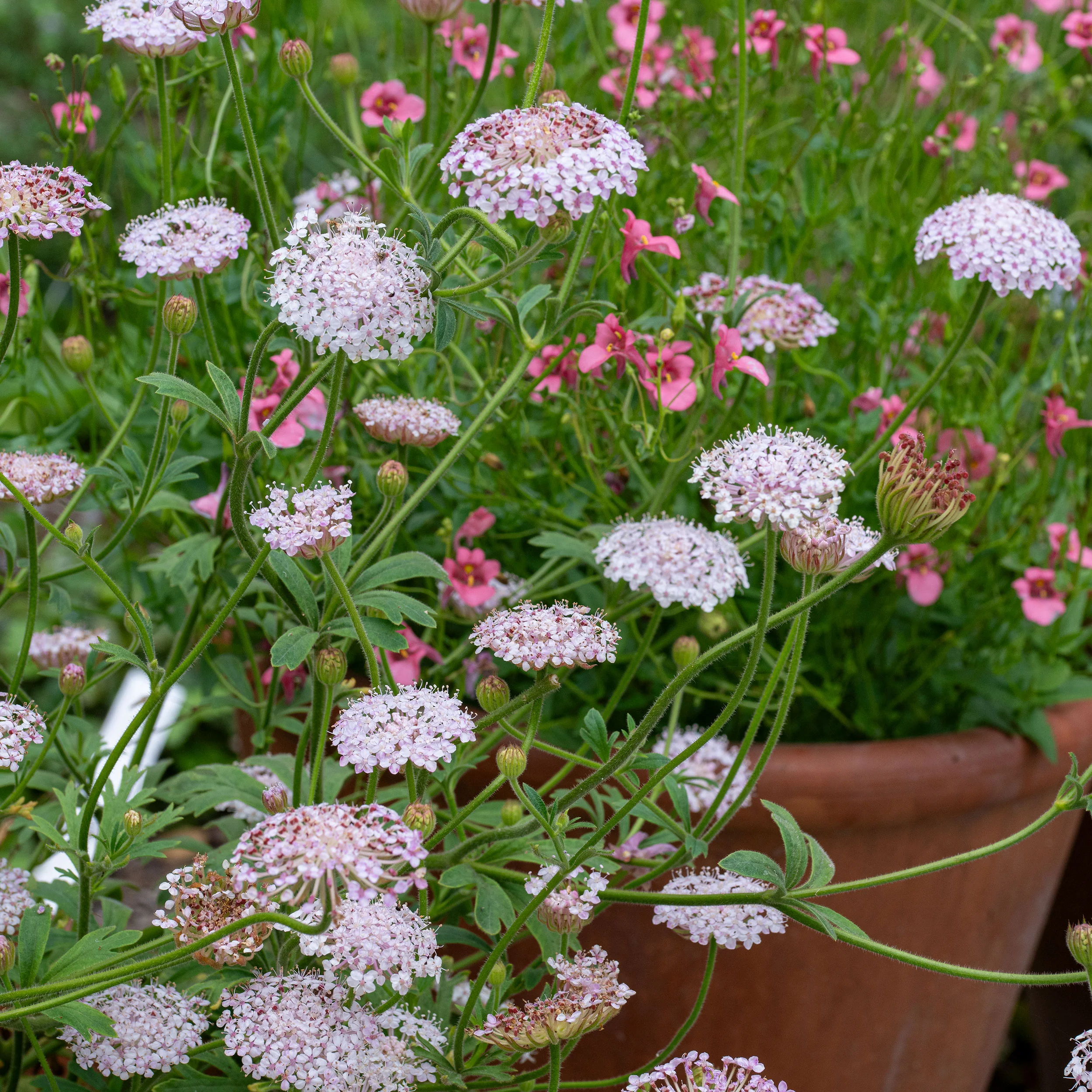 Didiscus 'Lacy Pink' - Image 4