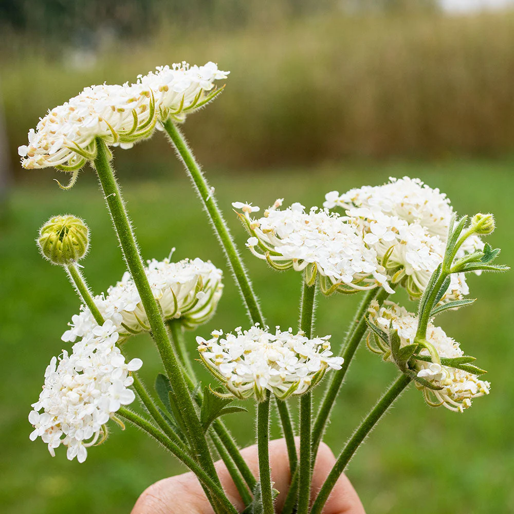 Didiscus 'Lacy White' - Image 2