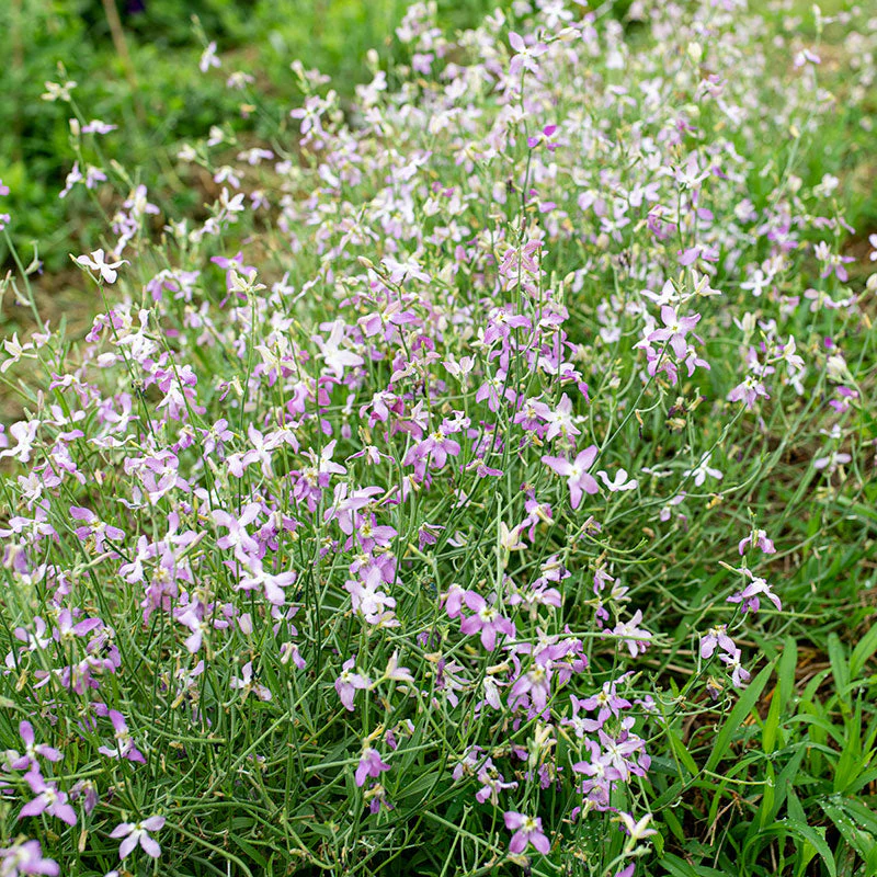 Stock - Evening Scented - Image 2