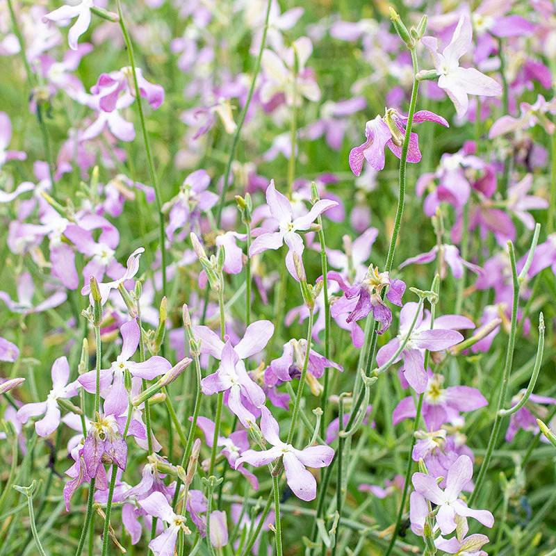 Stock - Evening Scented - Image 3