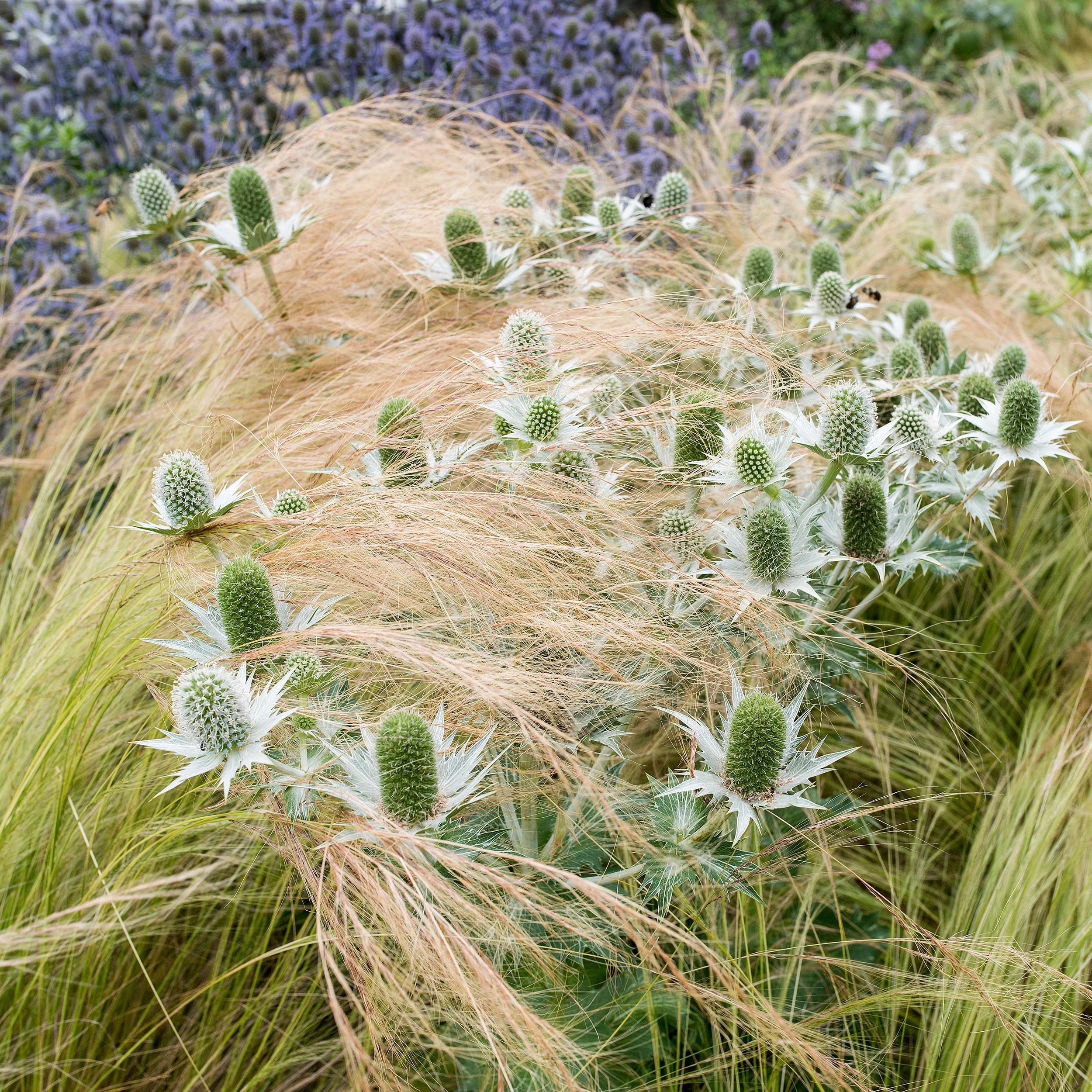 Grass - Feather 'Pony Tails' - Image 2