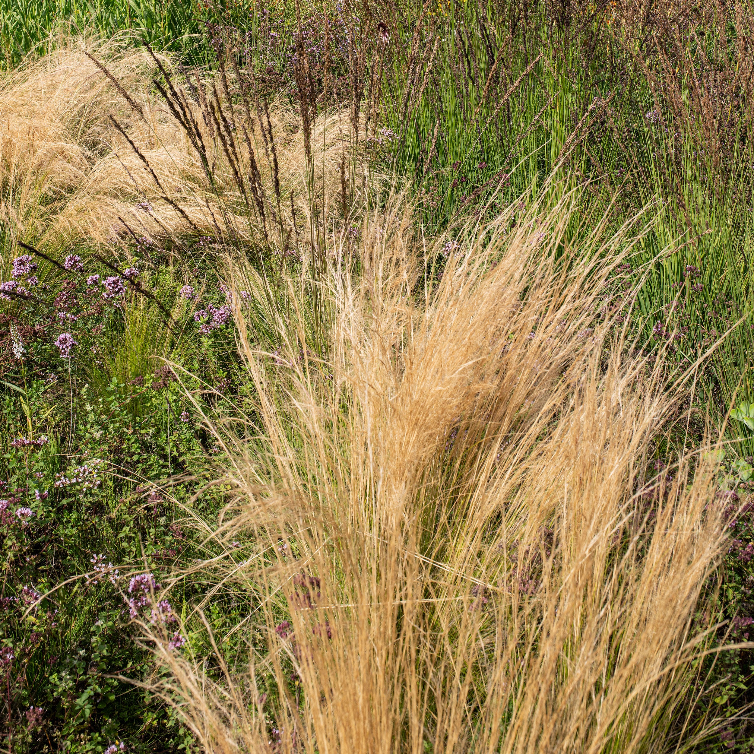 Grass - Feather 'Pony Tails' - Image 4