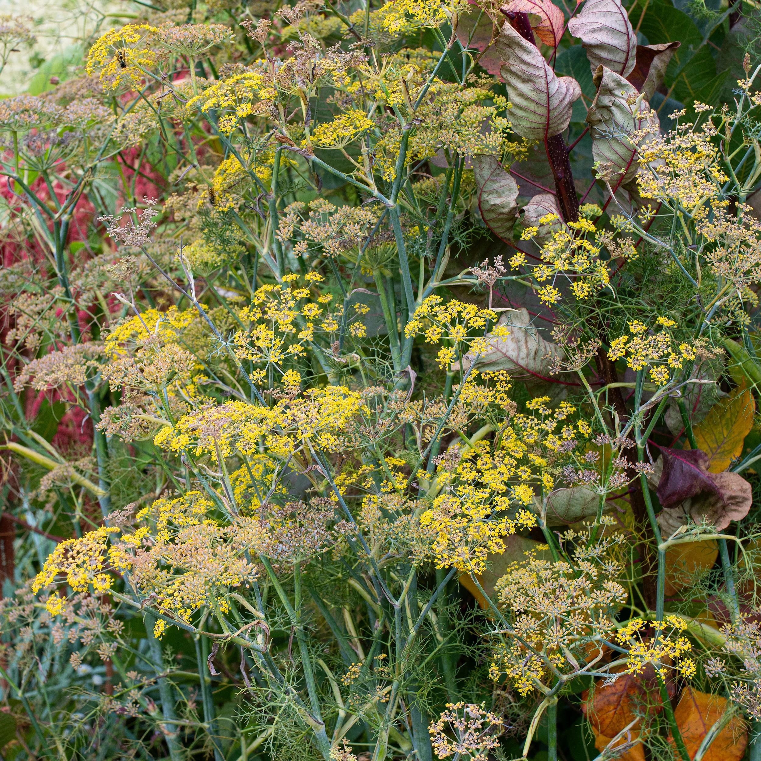 Fennel 'Smokey Bronze' Organic - Image 2