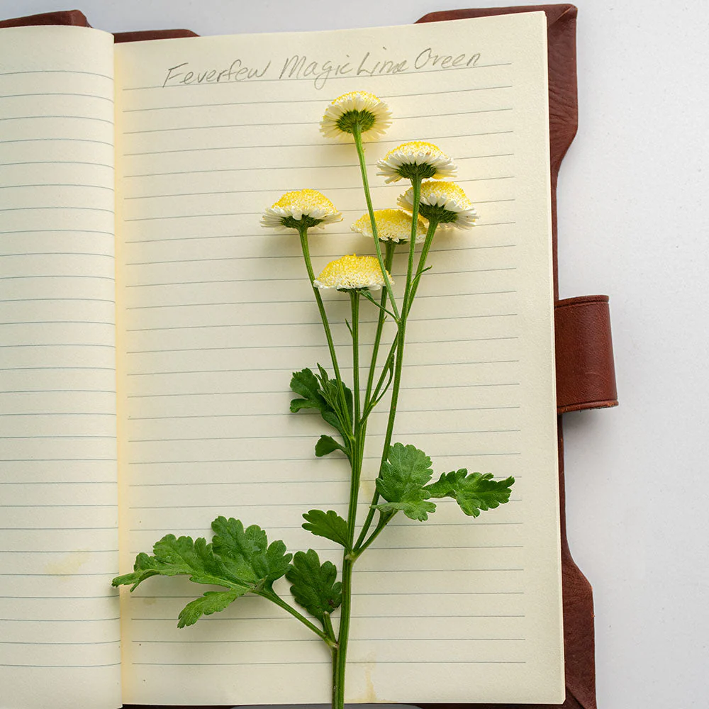 Feverfew 'Magic Lime Green' - Image 2