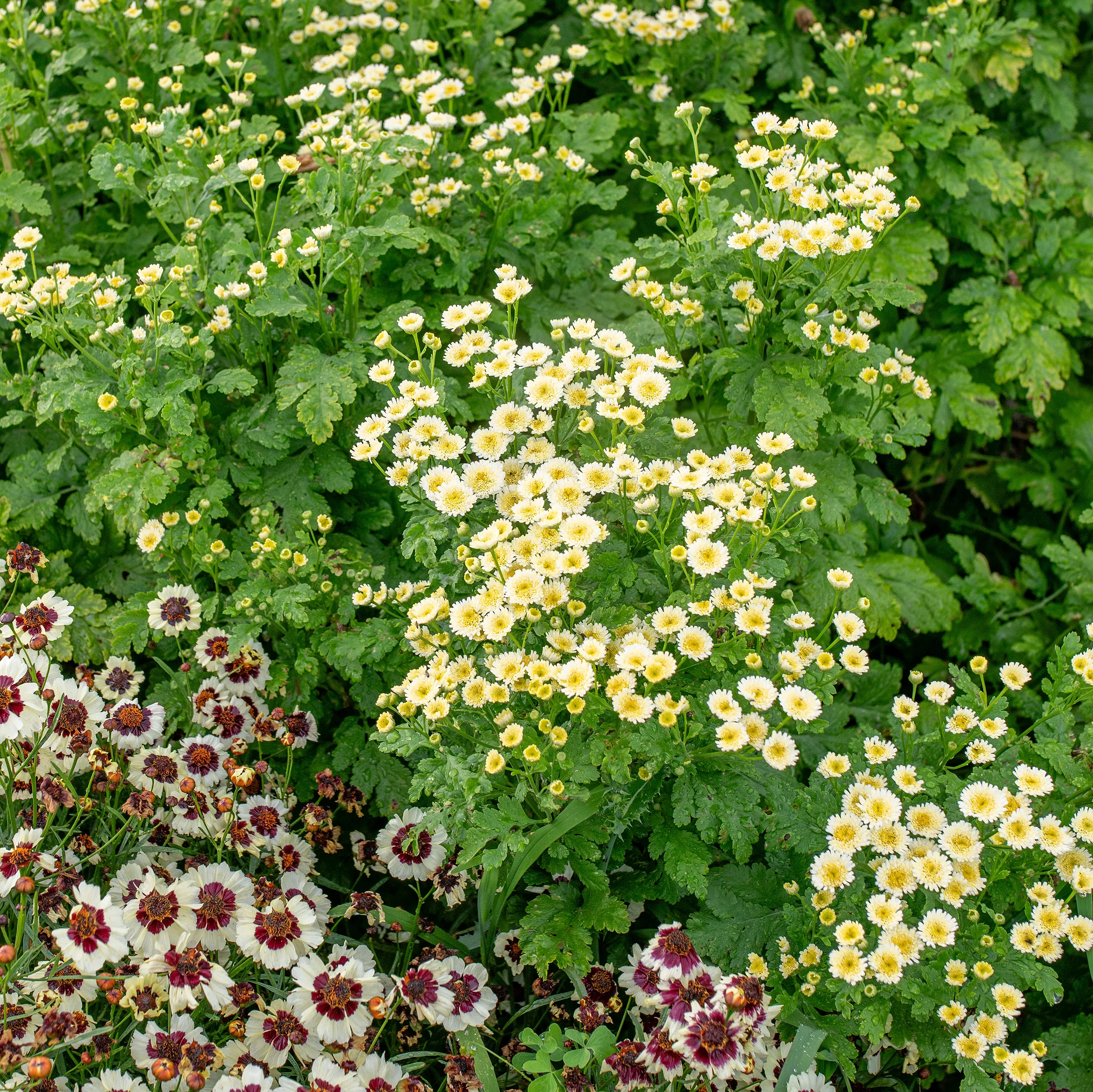 Feverfew 'Orinoco' - Image 2