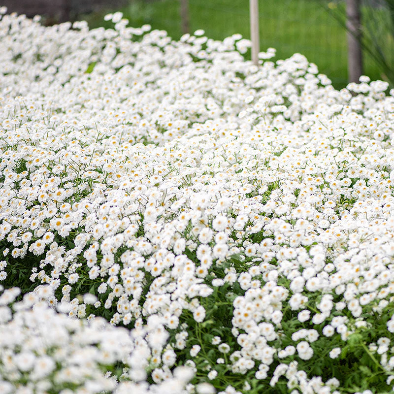 Feverfew 'Tetra White Wonder' - Image 2