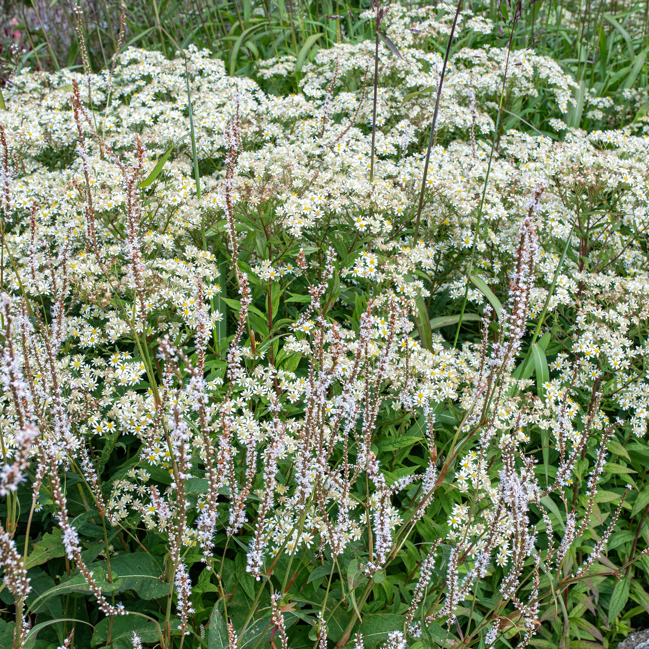 Flat-topped Aster - Image 2