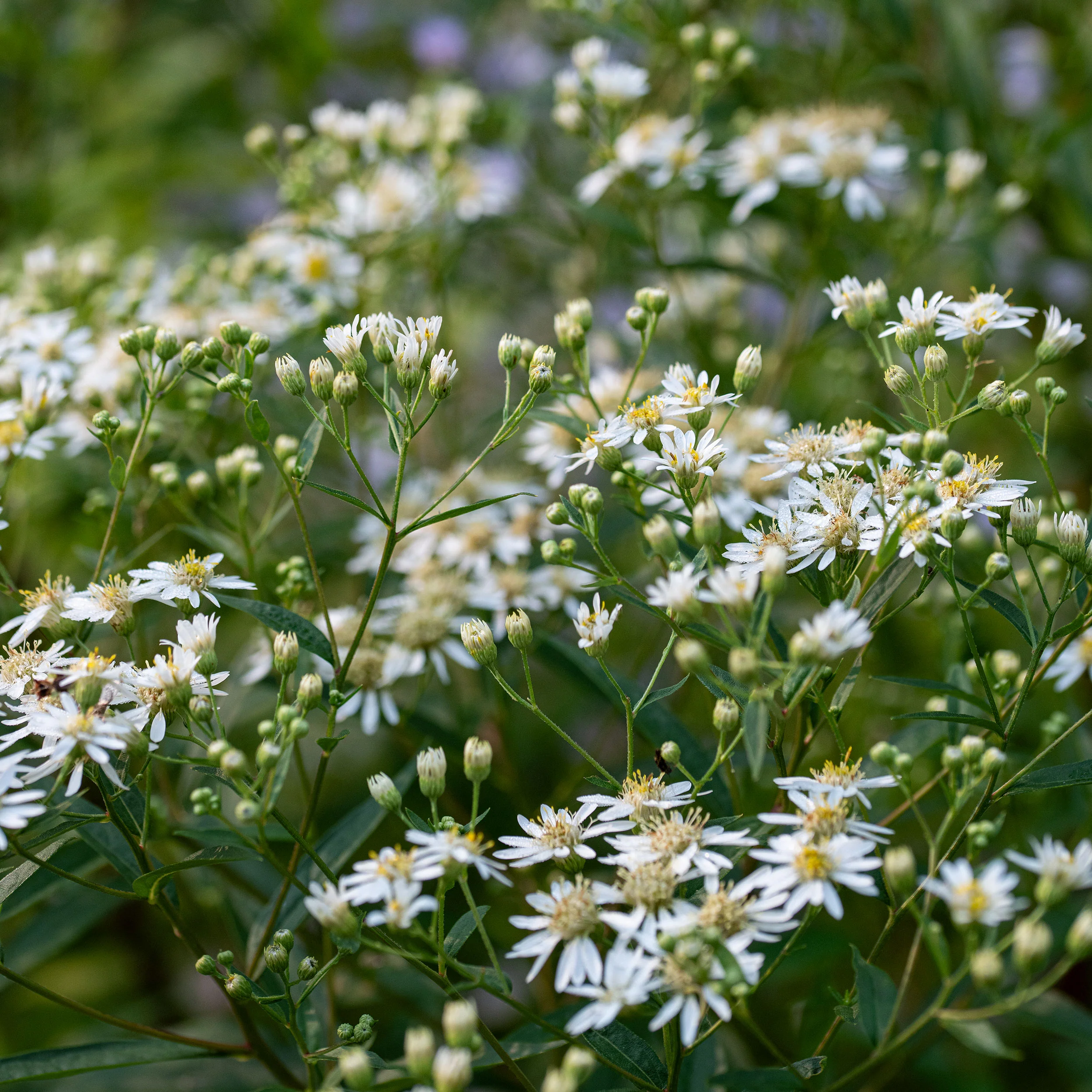 Flat-topped Aster - Image 3
