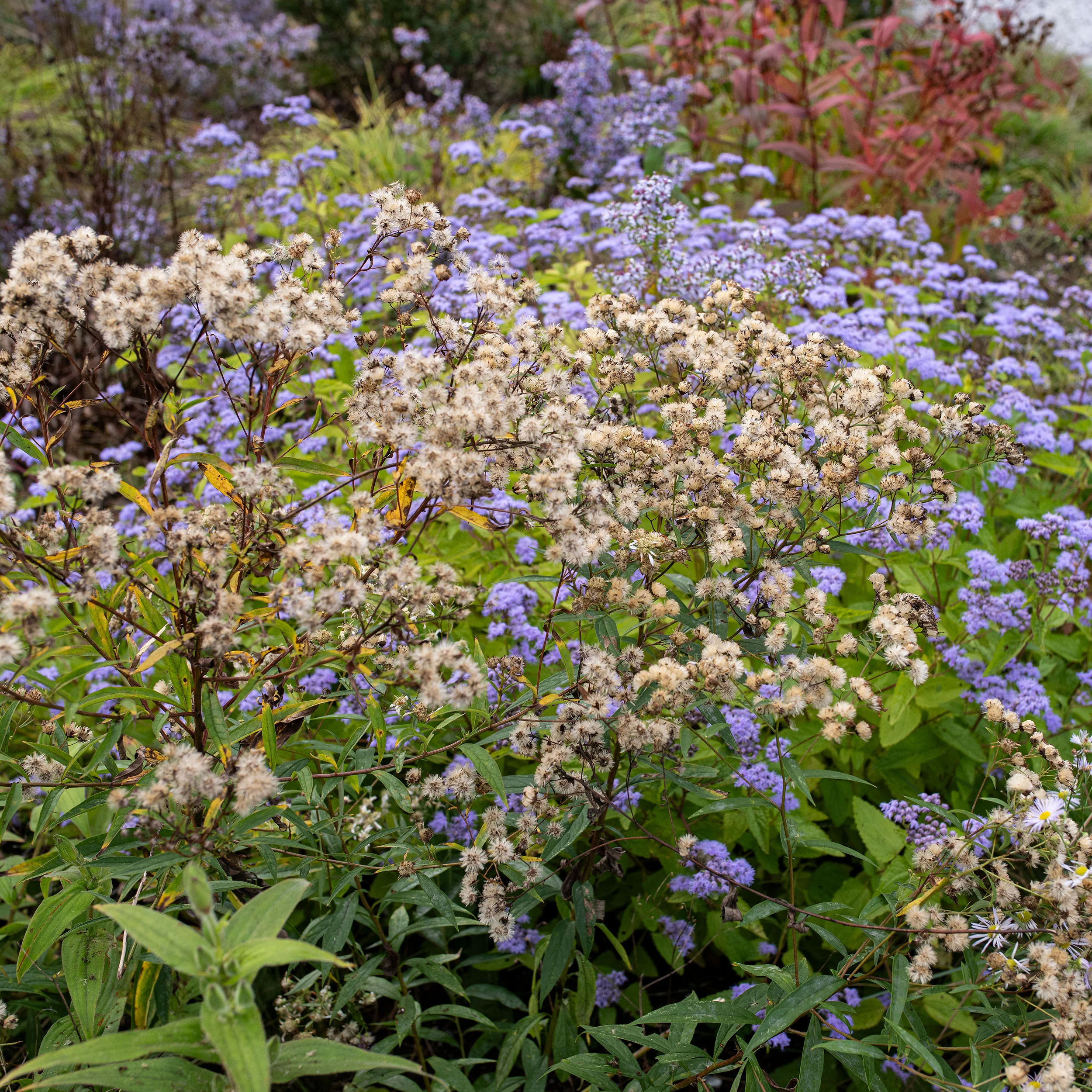 Flat-topped Aster - Image 4