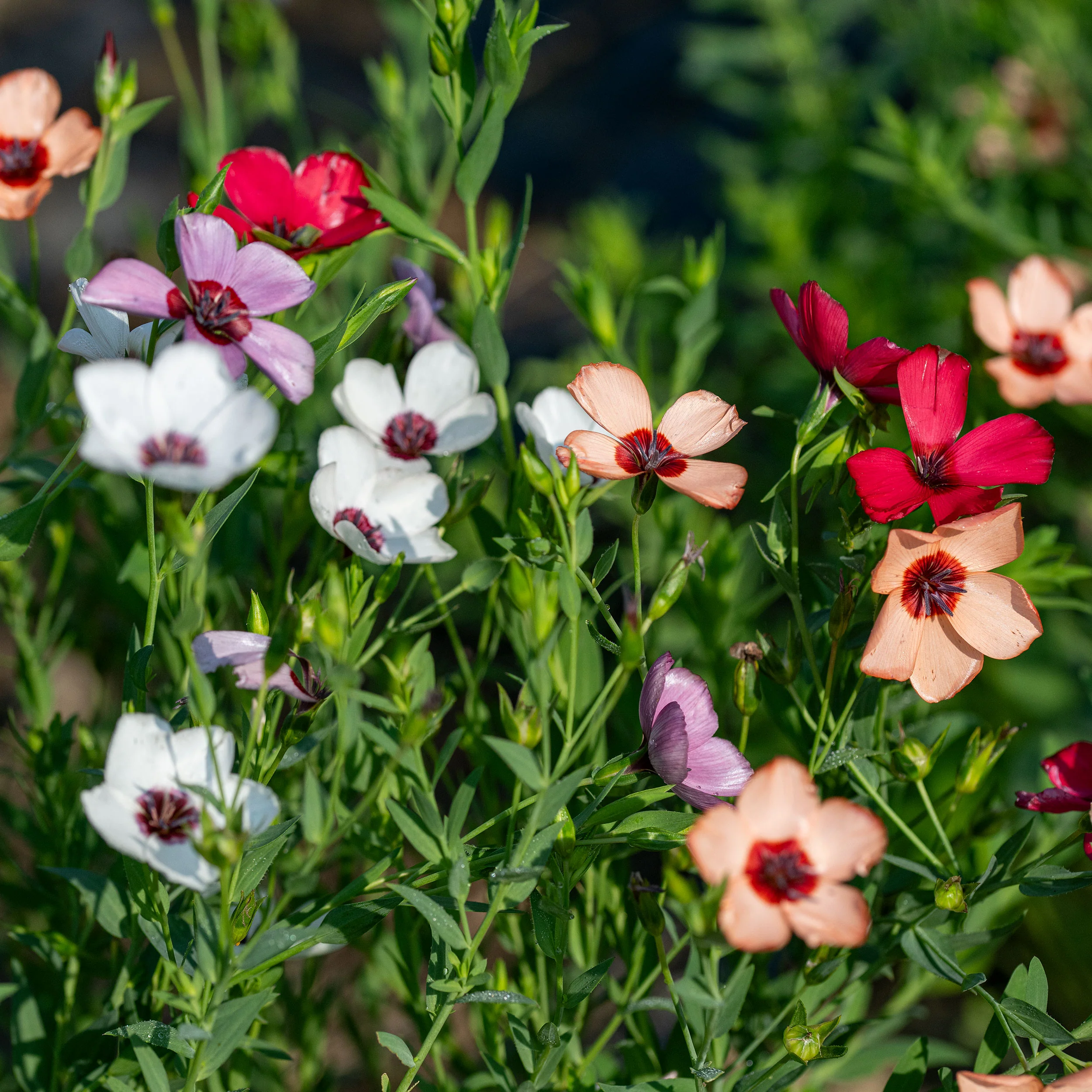Flax 'Charmer Mix' - Image 2