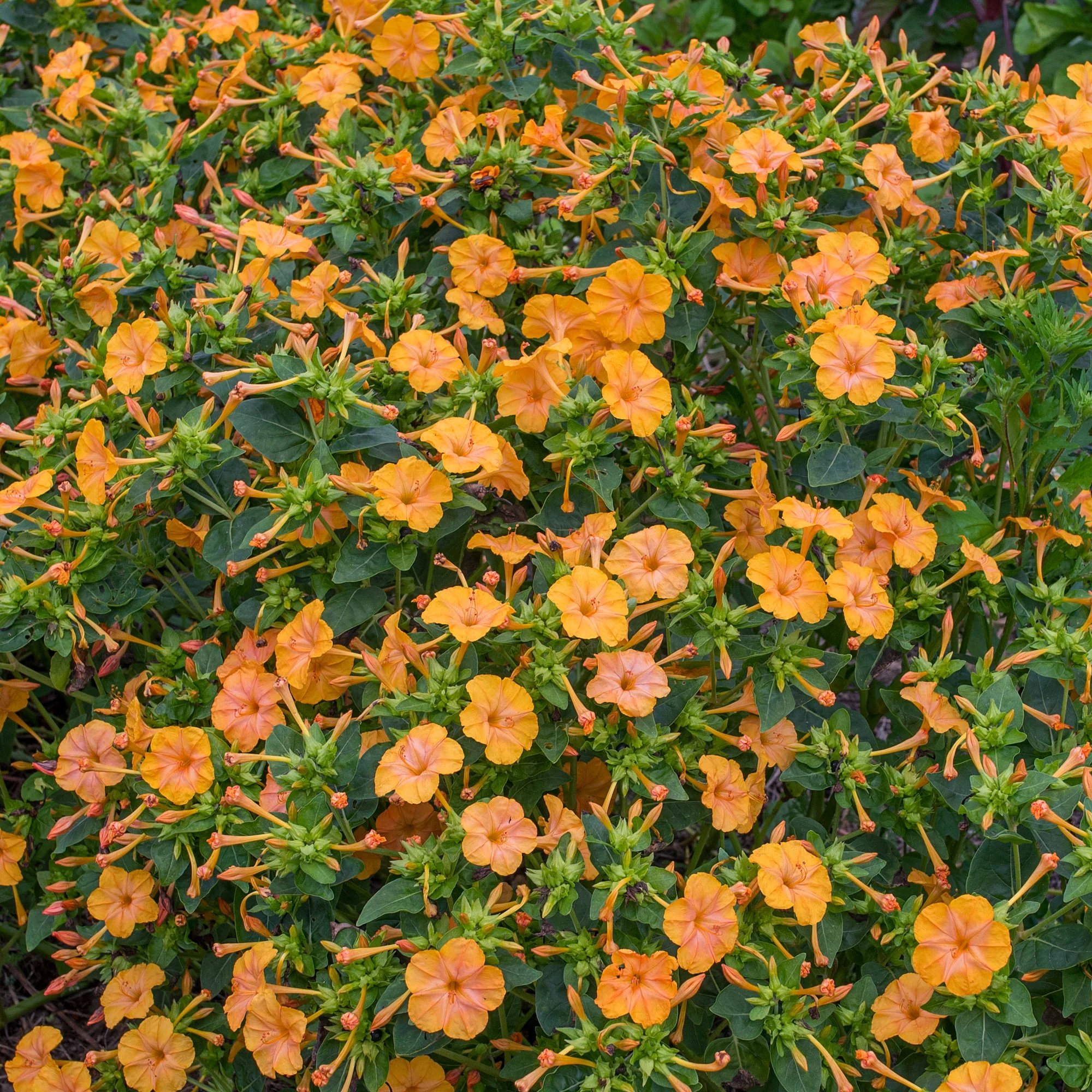 Four O'Clock 'Orange Crush' - Image 2