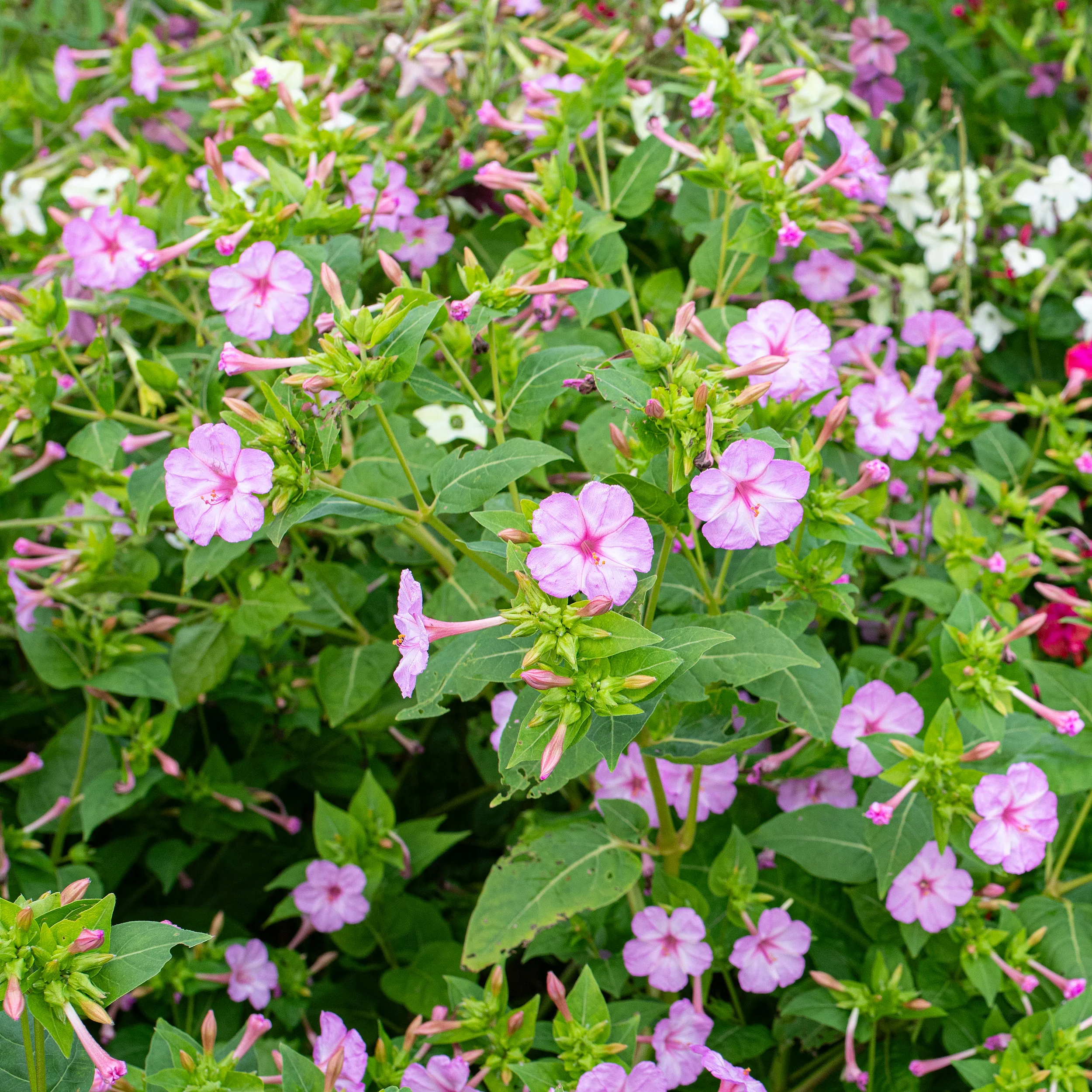 Four O'Clock 'Pink' - Image 2