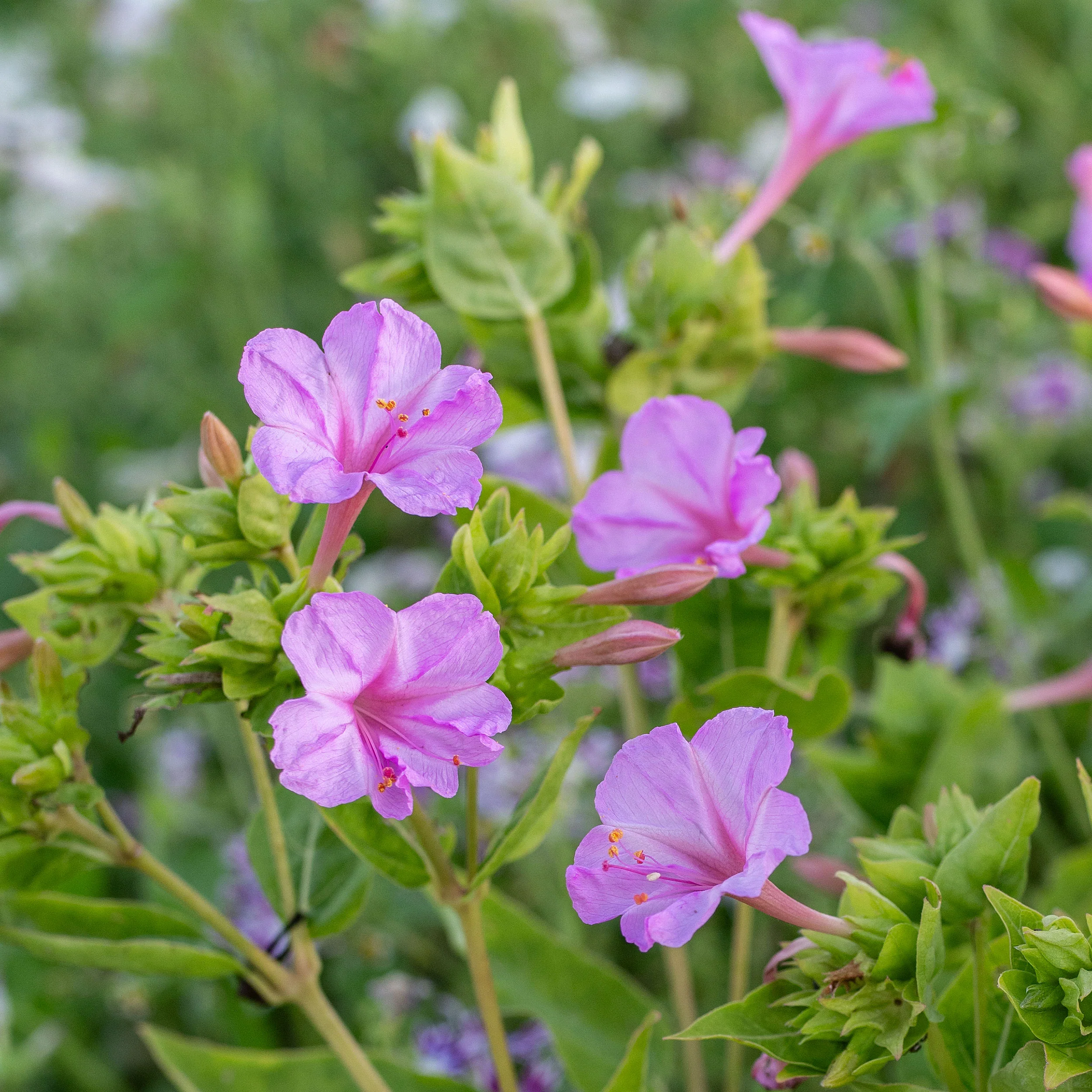 Four O'Clock 'Pink' - Image 3