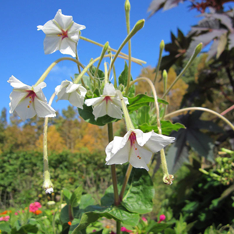 Four O'Clock 'Fairy Trumpets' - Image 2