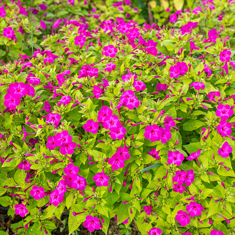 Four O'Clock 'Limelight' Organic - Image 3
