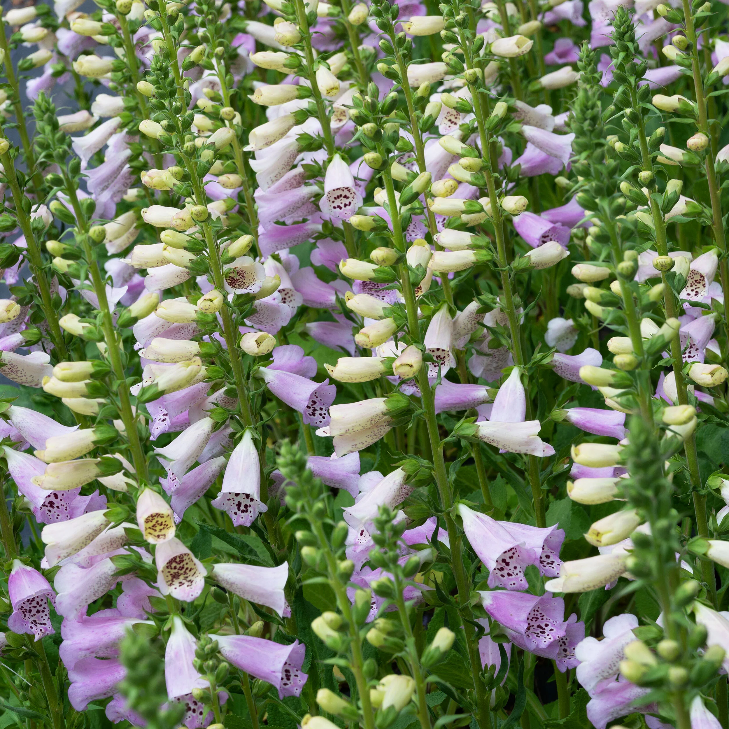 Foxglove 'Camelot™ Lavender' F1 - Image 2