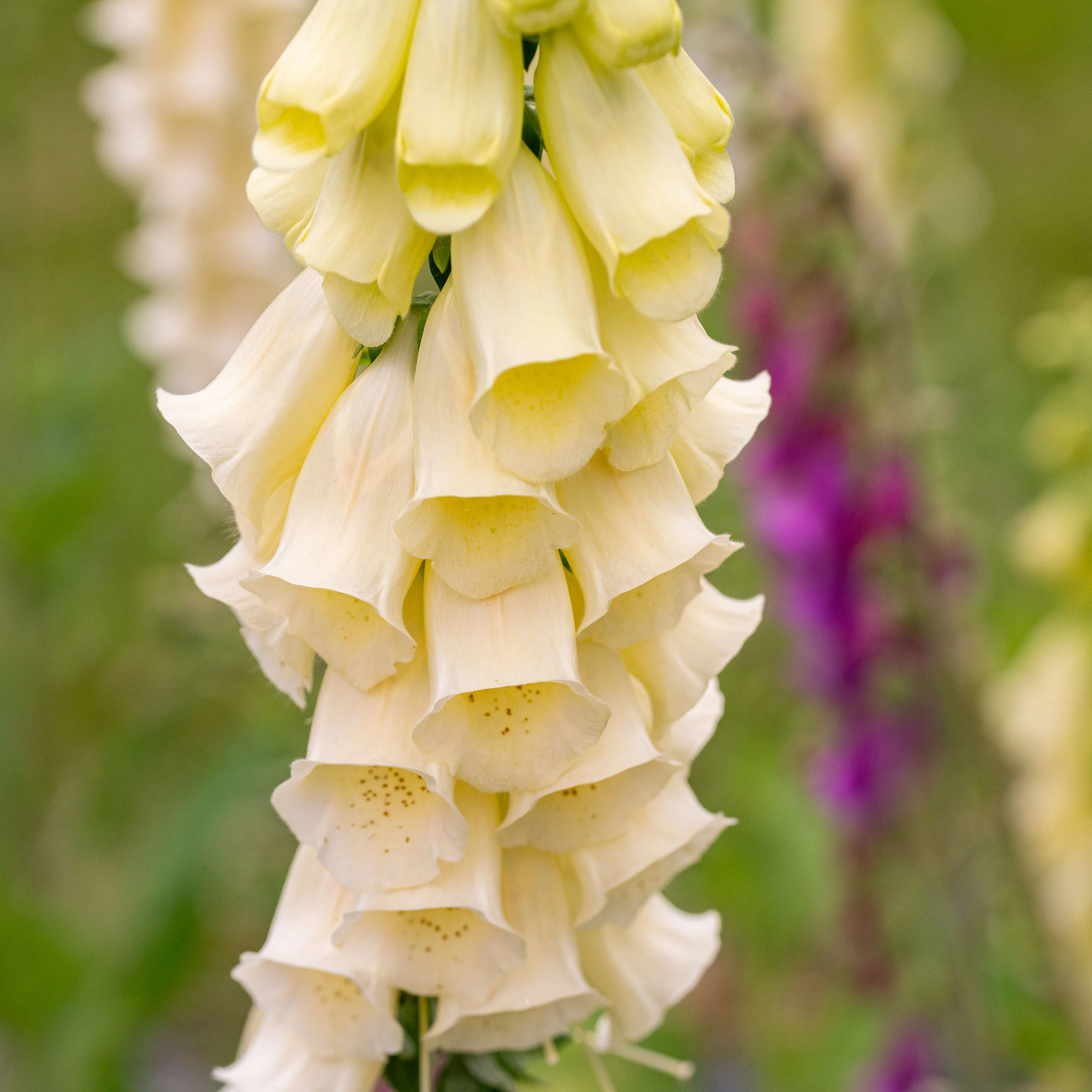 Foxglove 'English Cottage Mix' - Image 2