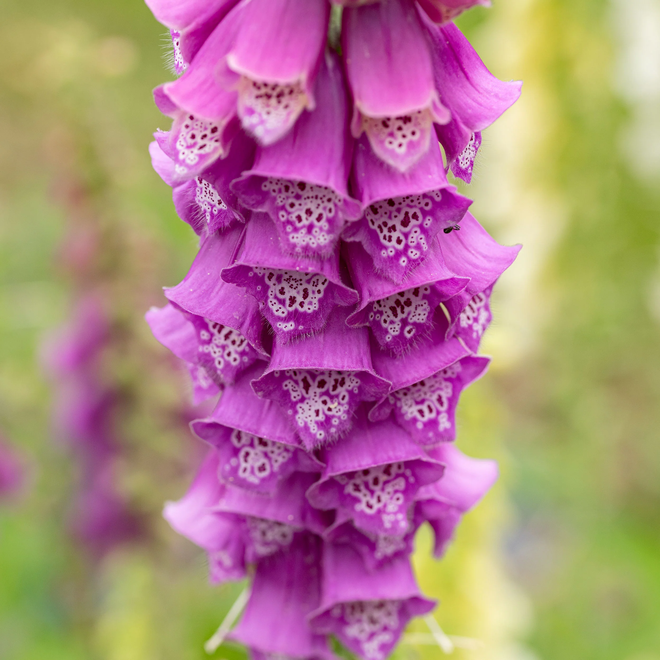 Foxglove 'English Cottage Mix' - Image 3