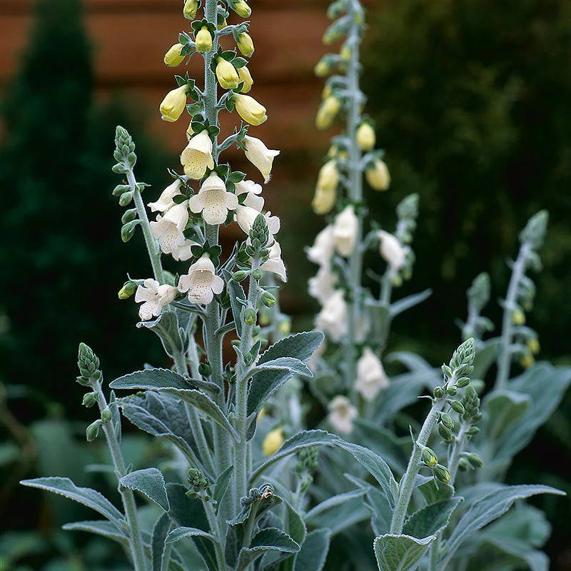 Foxglove 'Silver Fox' - Image 2
