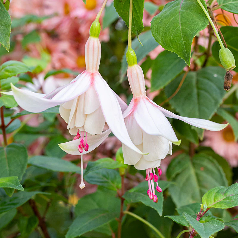 Fuchsia 'Annabel' - S1 - Image 3
