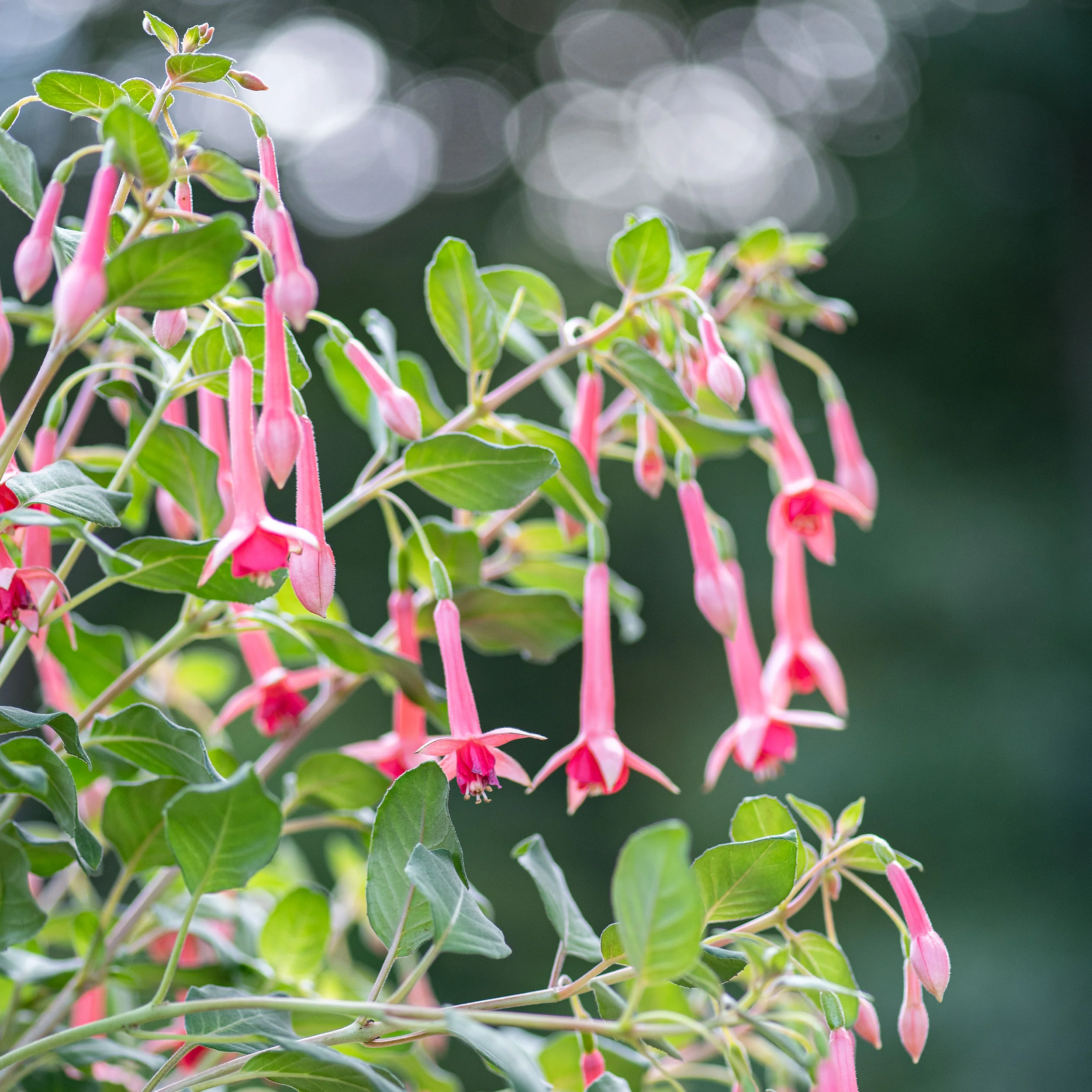 Fuchsia 'Billy Green' - S1 - Image 2