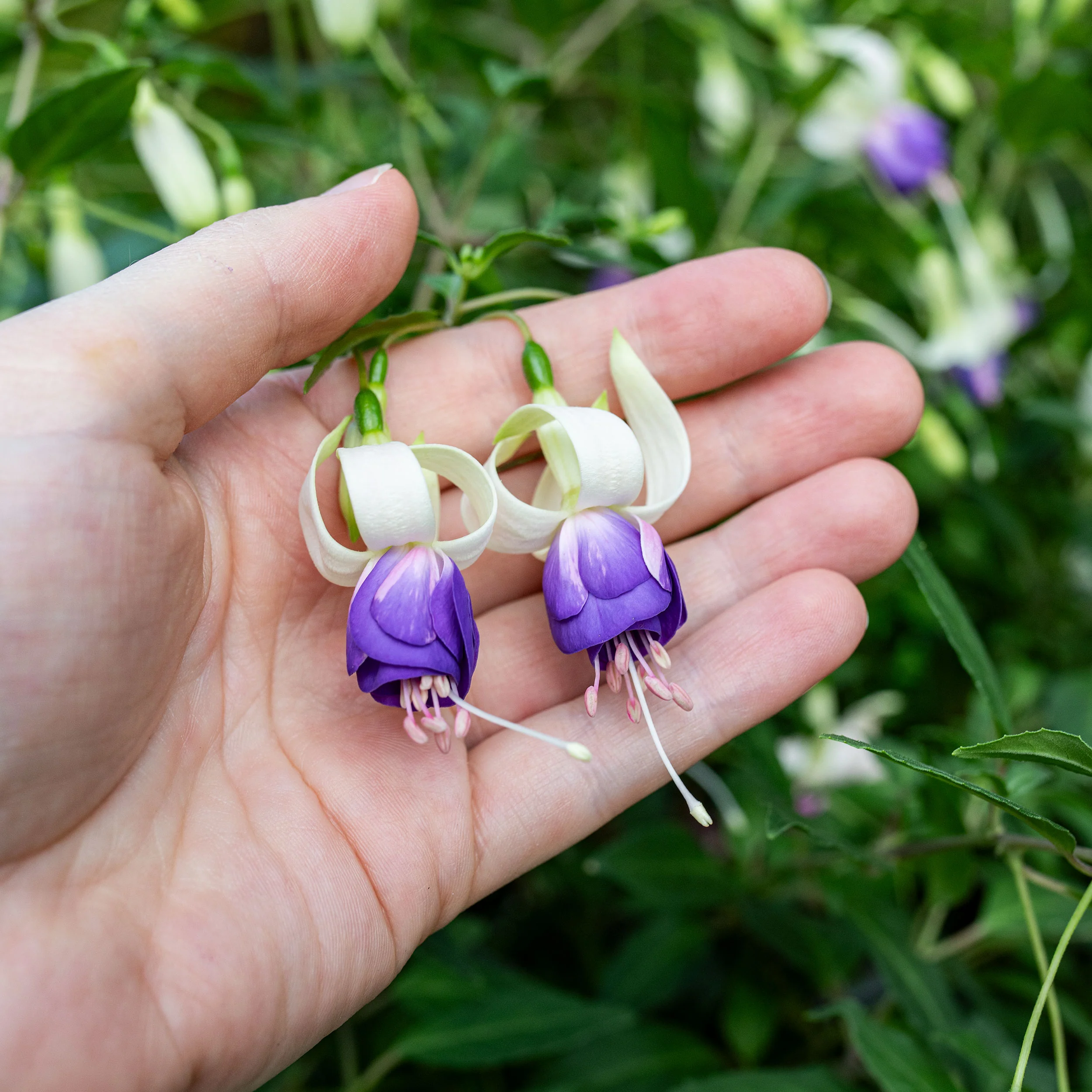 Fuchsia 'Delta's Sarah' - S1 - Image 2