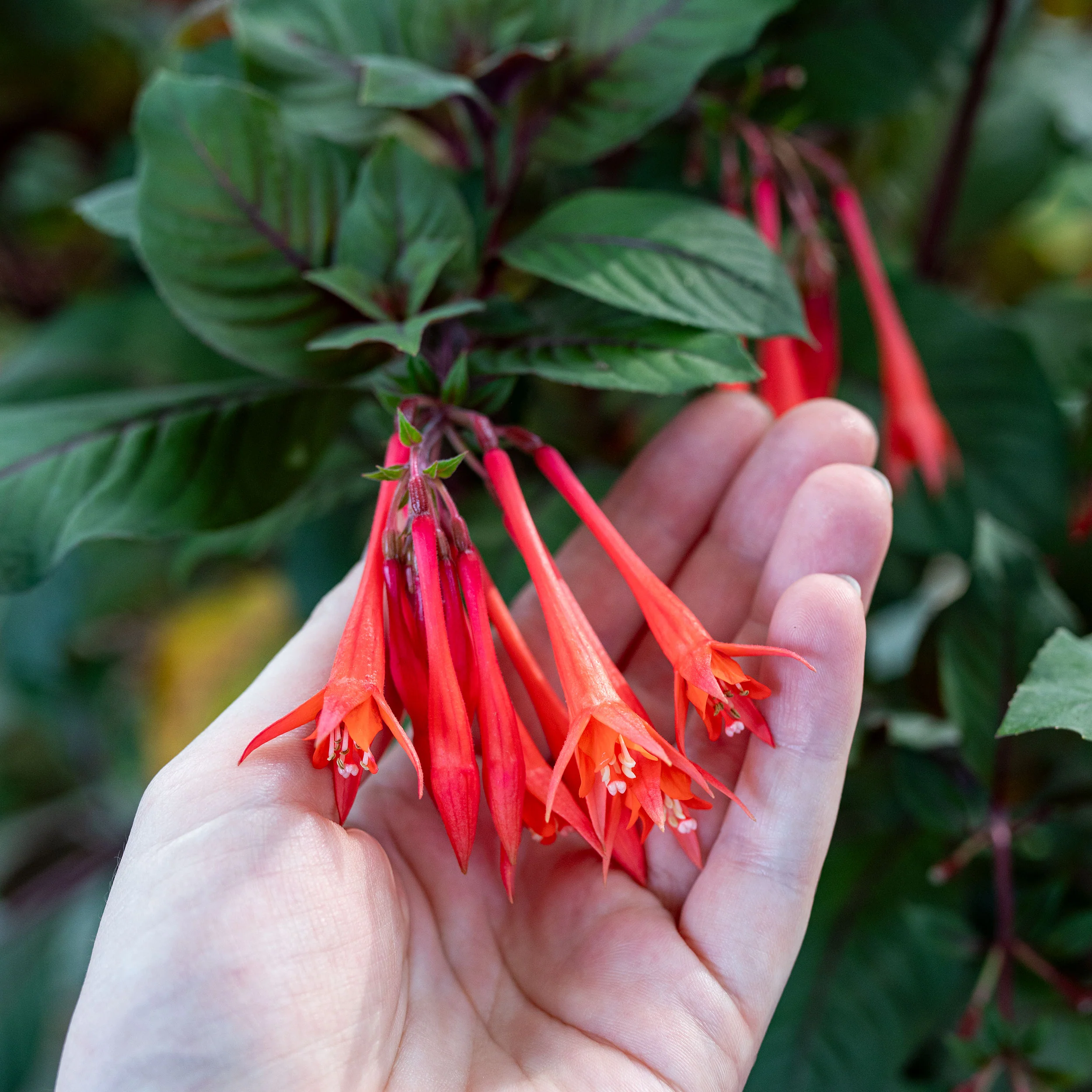 Fuchsia 'Gartenmeister Bonstedt' - S1 - Image 2