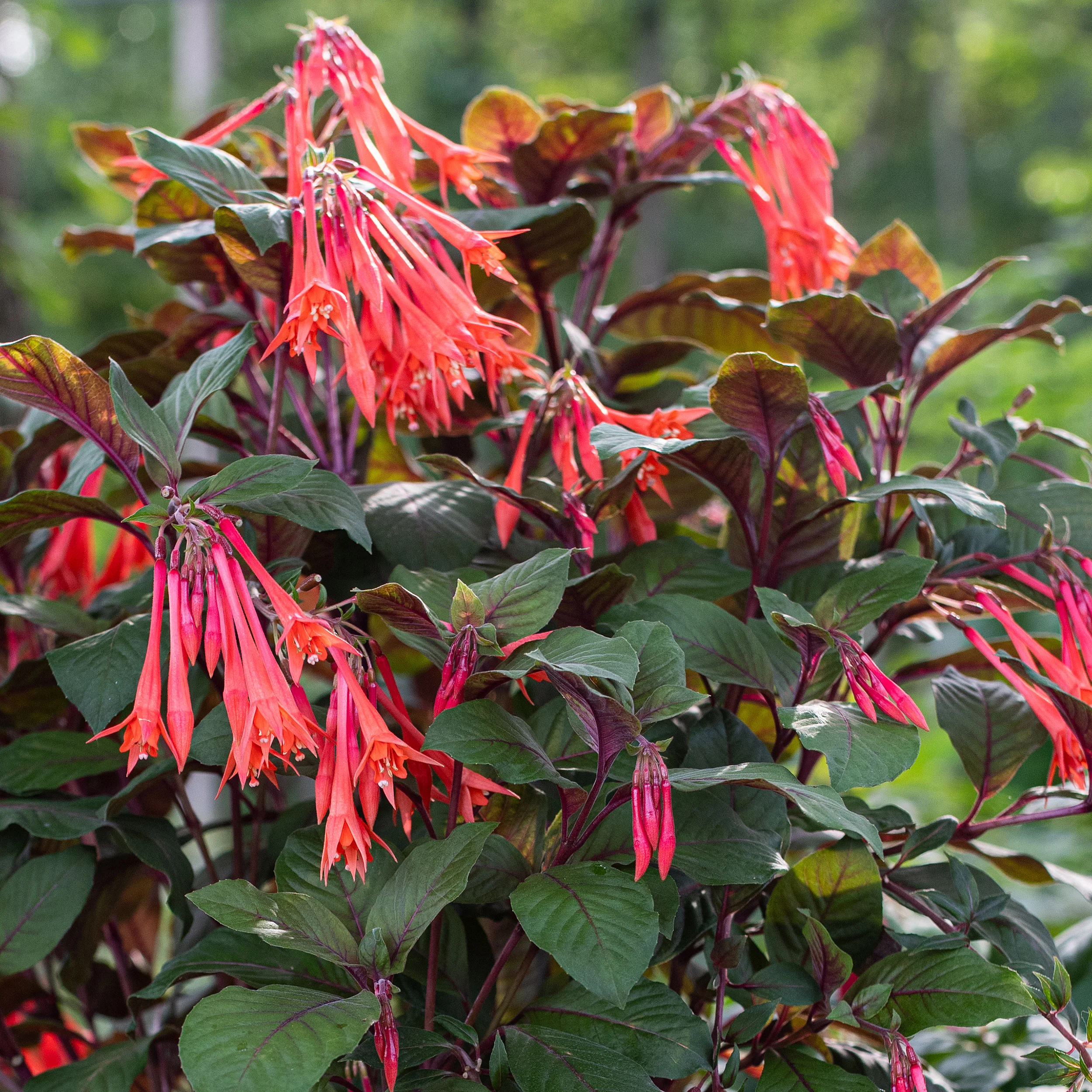 Fuchsia 'Gartenmeister Bonstedt' - S1 - Image 3