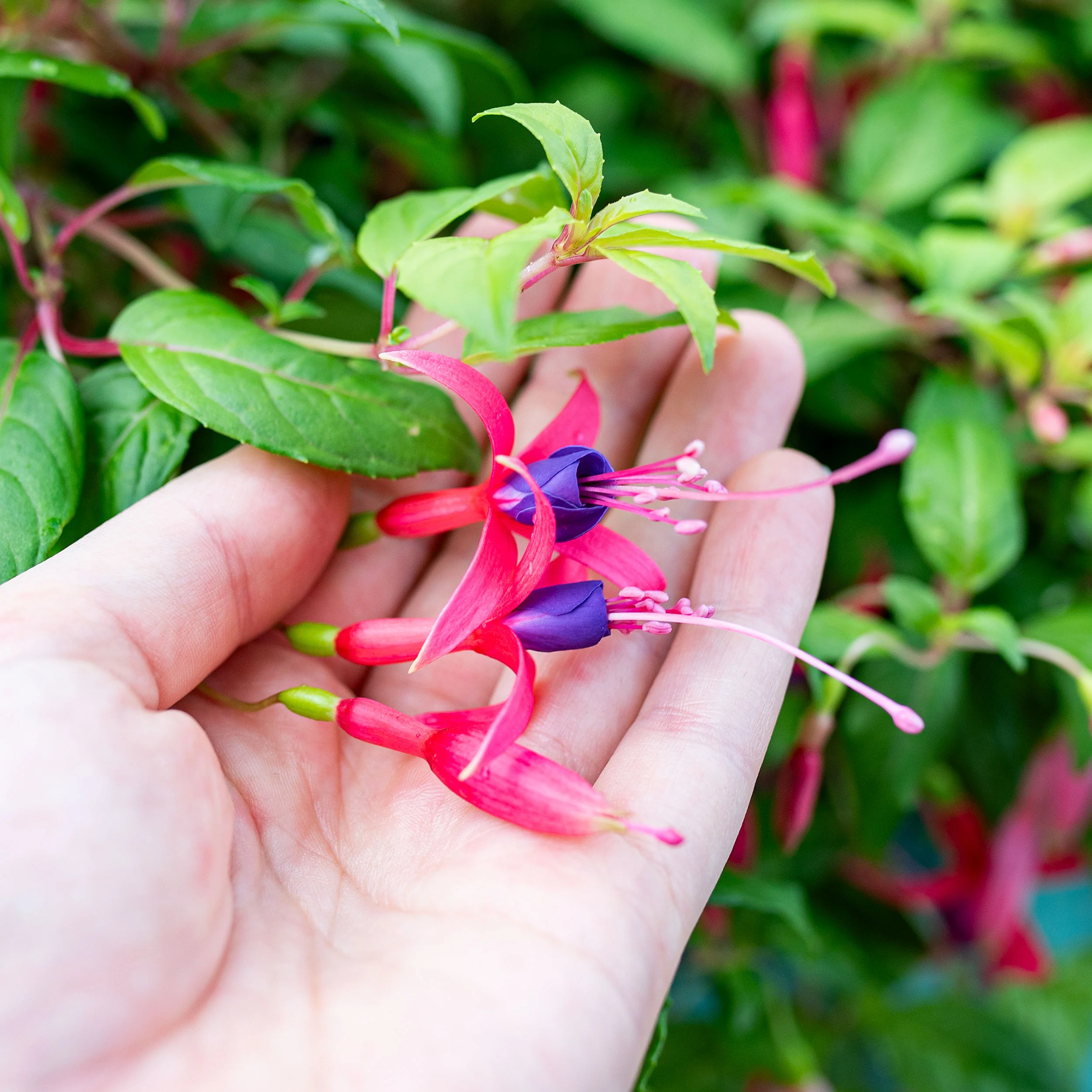 Fuchsia 'Genii' - S1 - Image 3